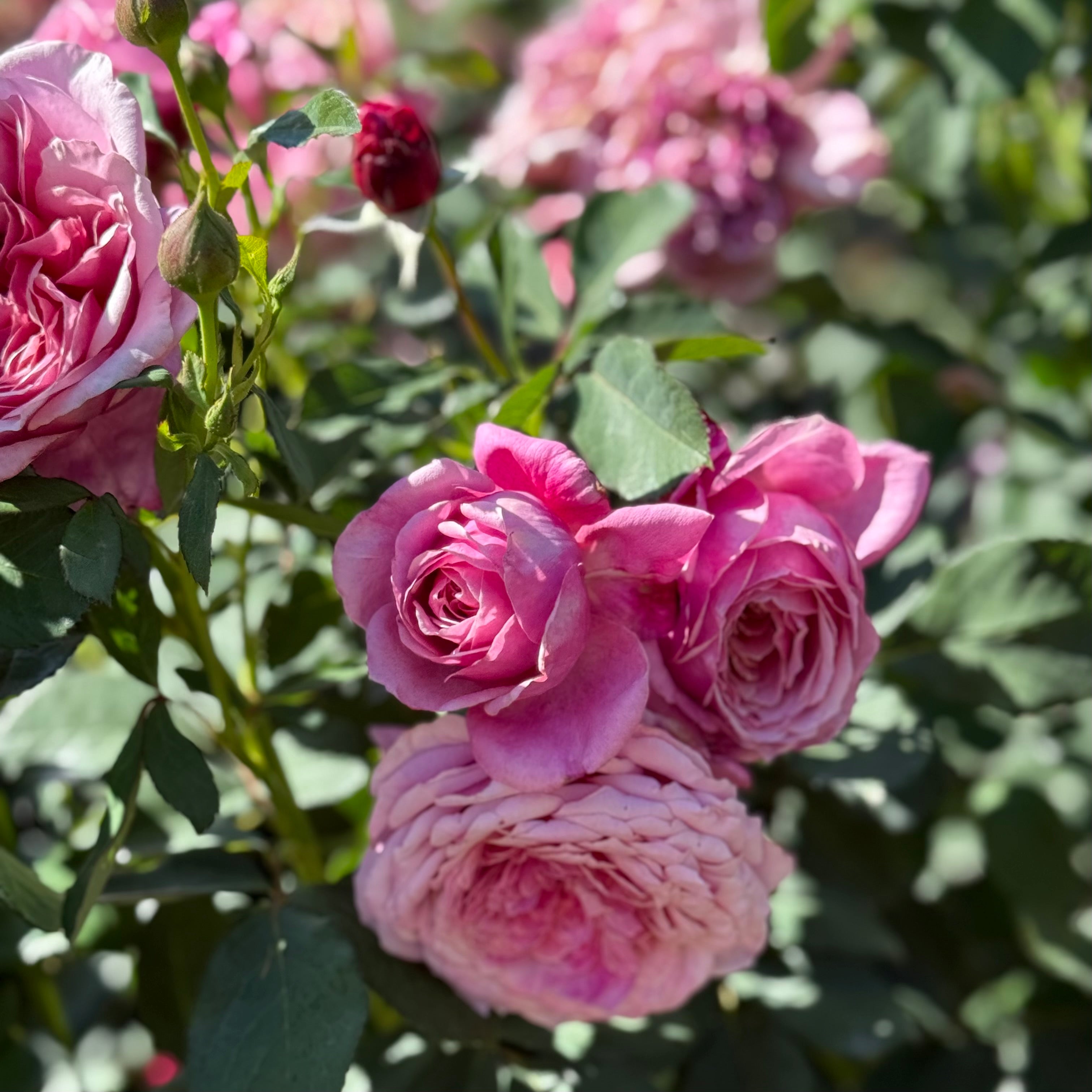 Queen Of Elegance Rose | Elegant Pink Rose Bush | Grace Rose Farm