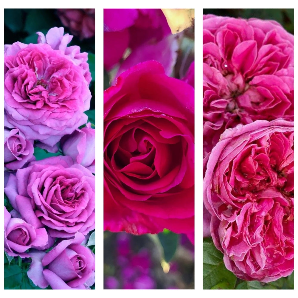 You Have Bewitched Me - Body & Soul® Garden Color Stories™ Bundle of 3 Bare Root Roses