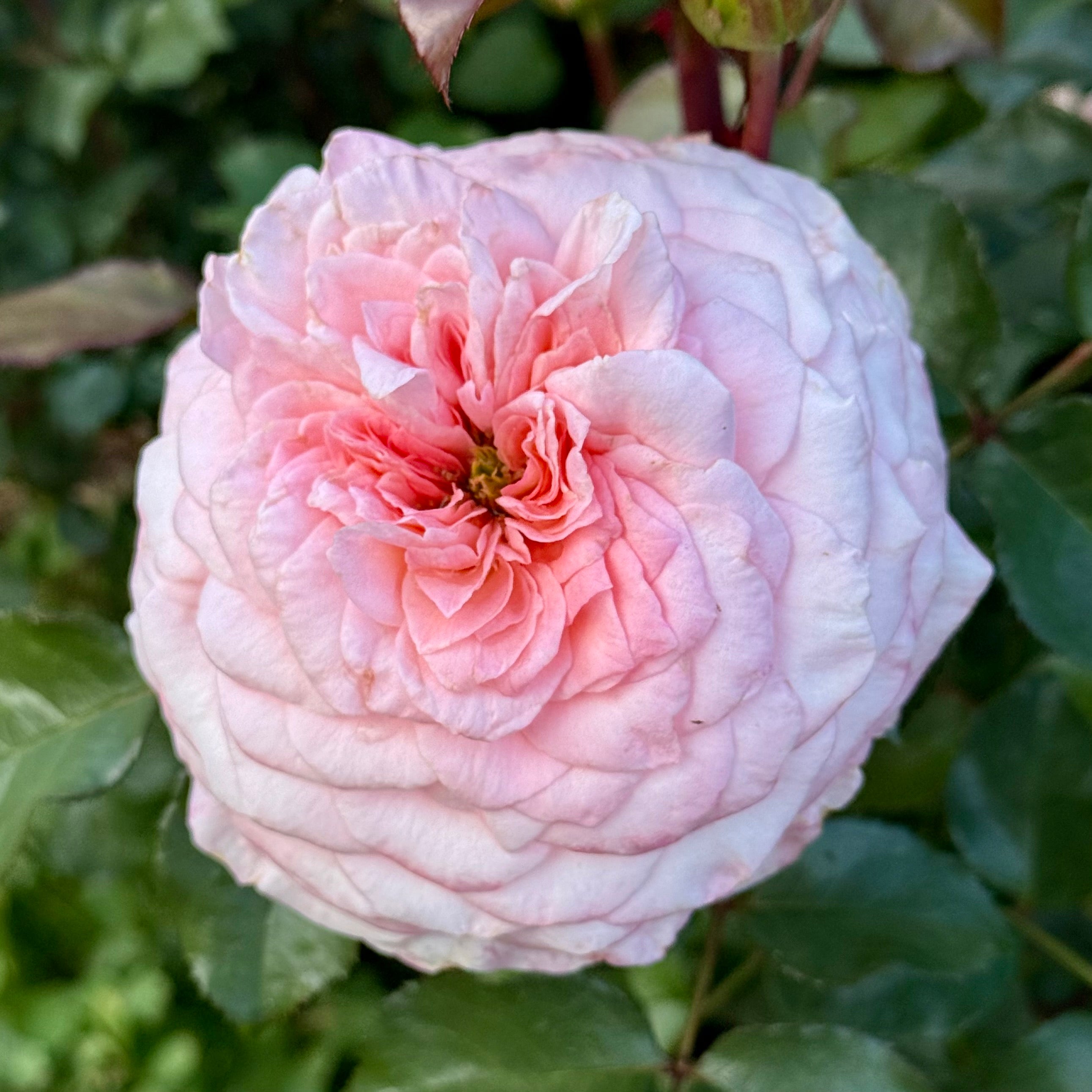 Sunbelt® Savannah™ Potted Rose Bush