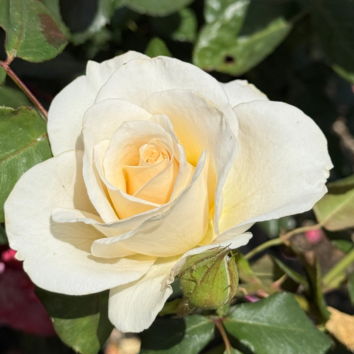 French Lace Bare Root Rose Bush
