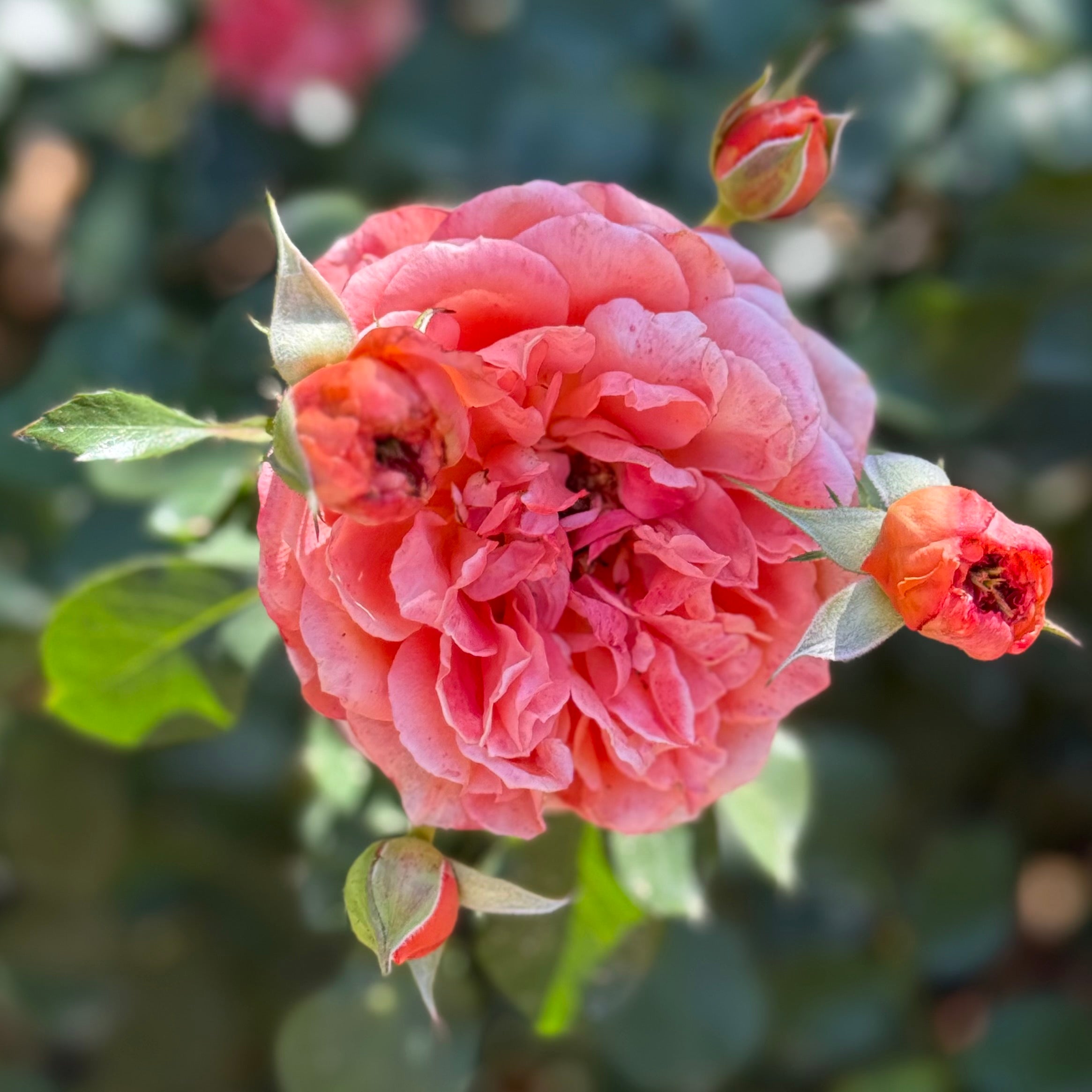 Adobe Sunrise™ Potted Rose Bush