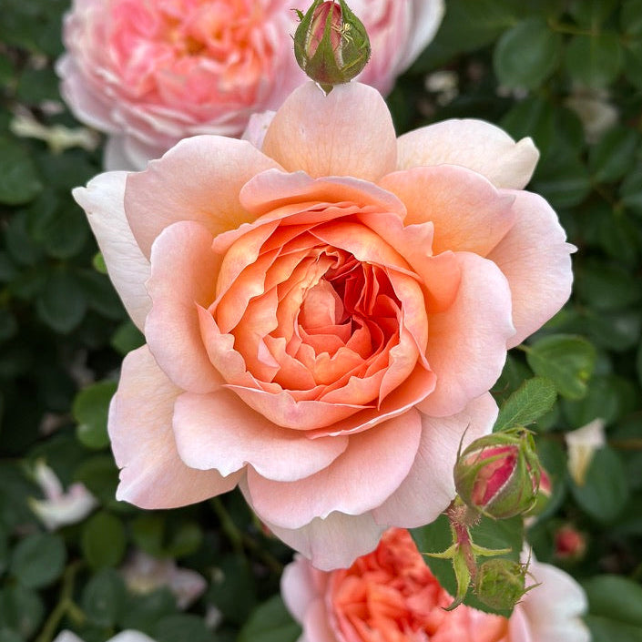Carding Mill Tree Rose | Apricot David Austin Tree Rose | Grace