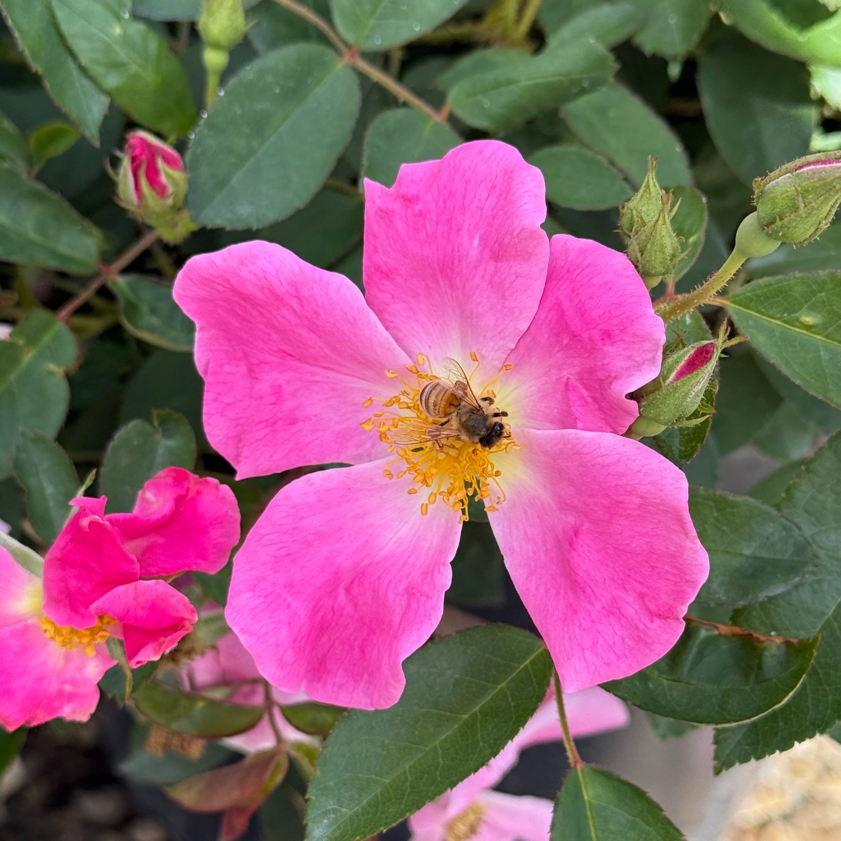 Nearly Wild Potted Rose Bush
