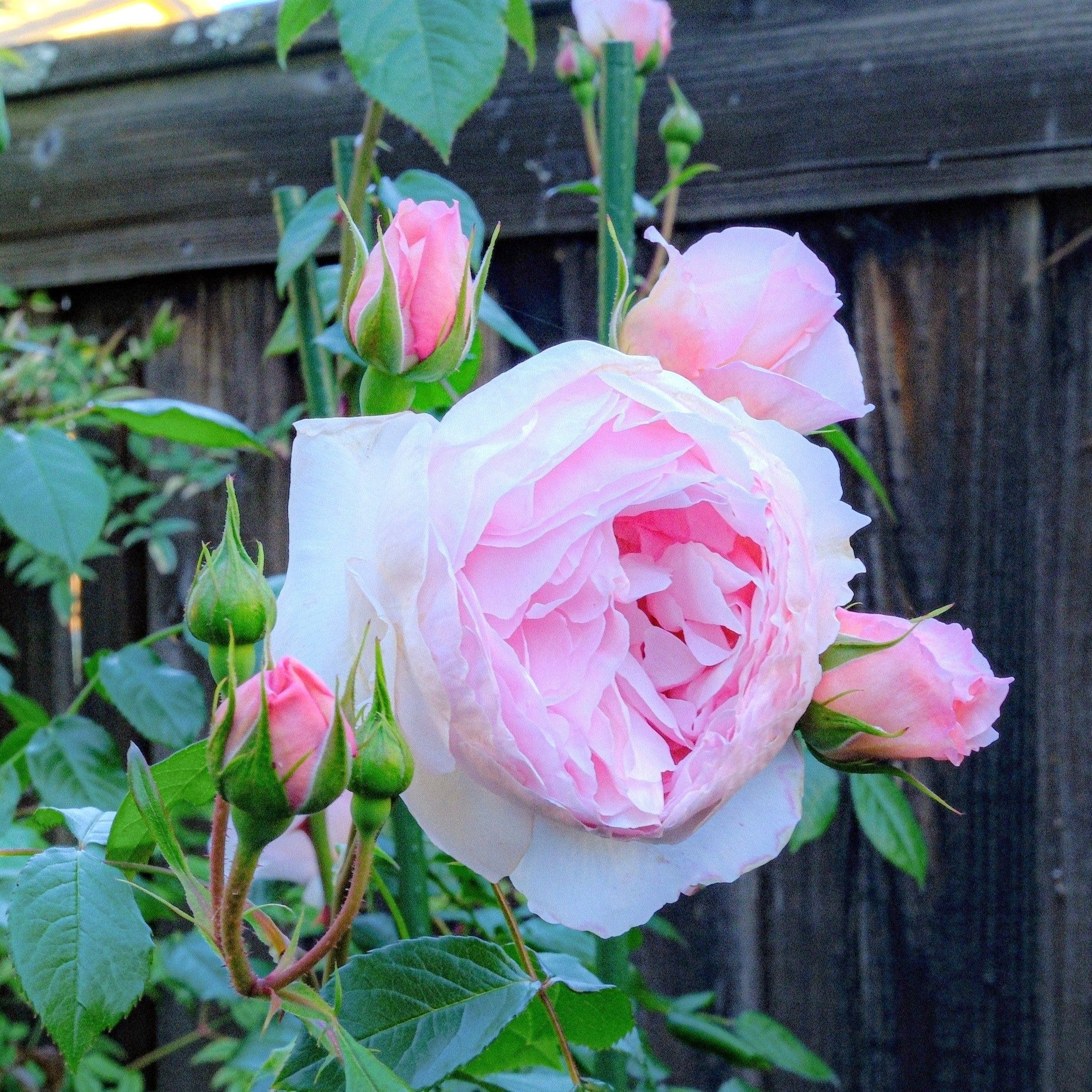 David Austin® The Wedgwood Rose™ Potted Rose Bush