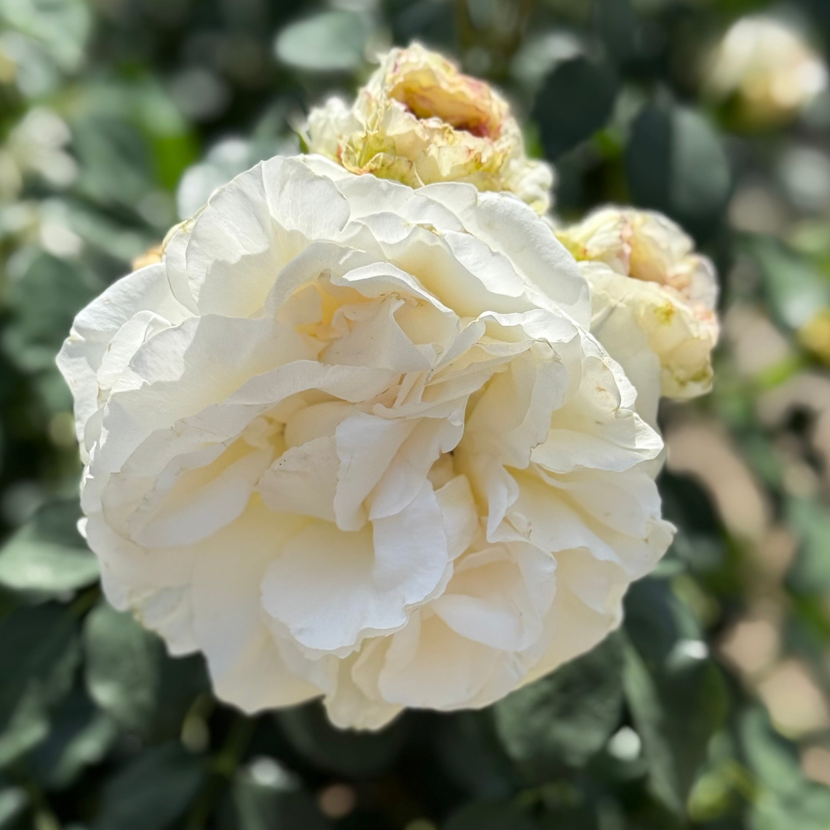 Fairytale Roses® Kosmos® Potted Rose Bush