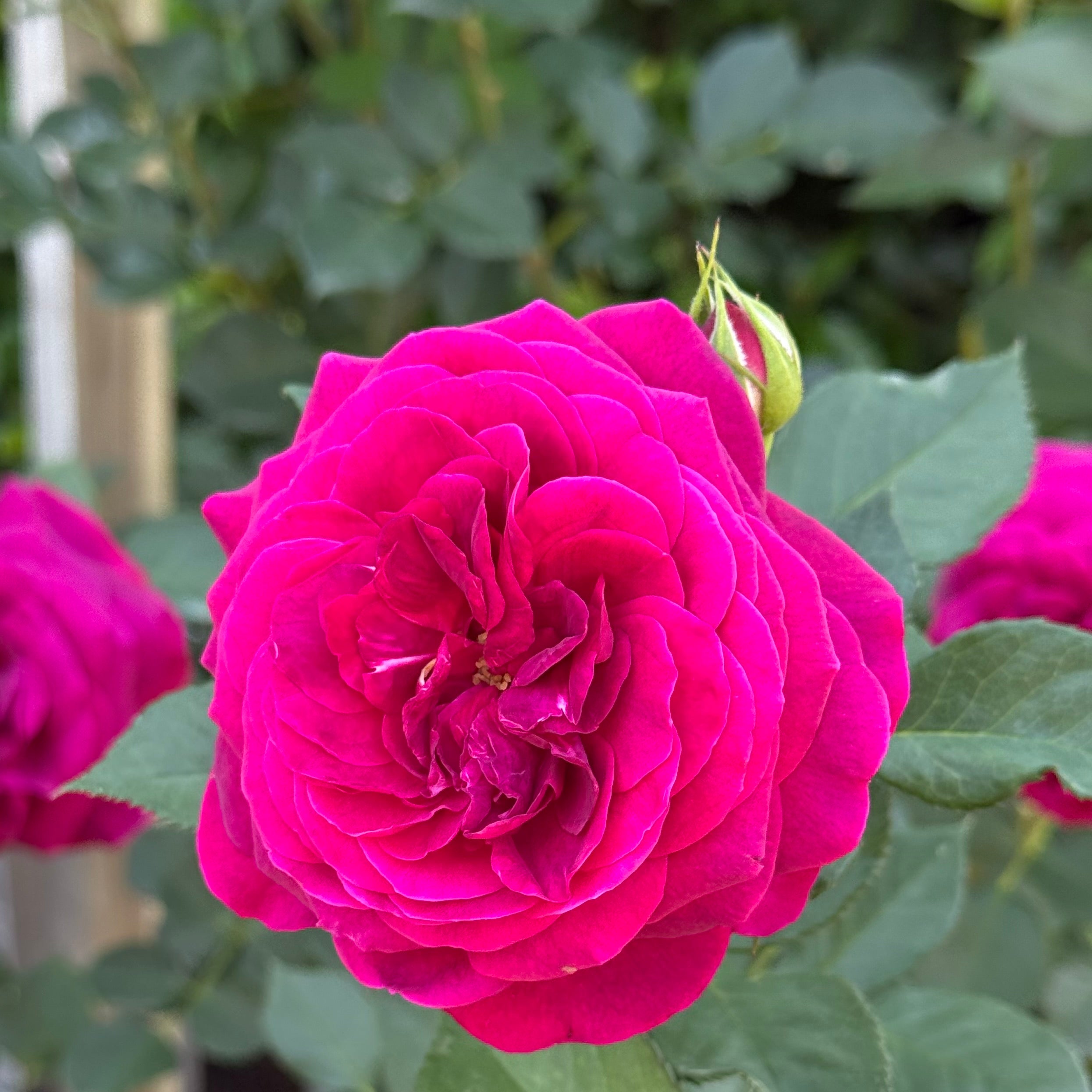 Celestial Night™ Bare Root Tree Rose
