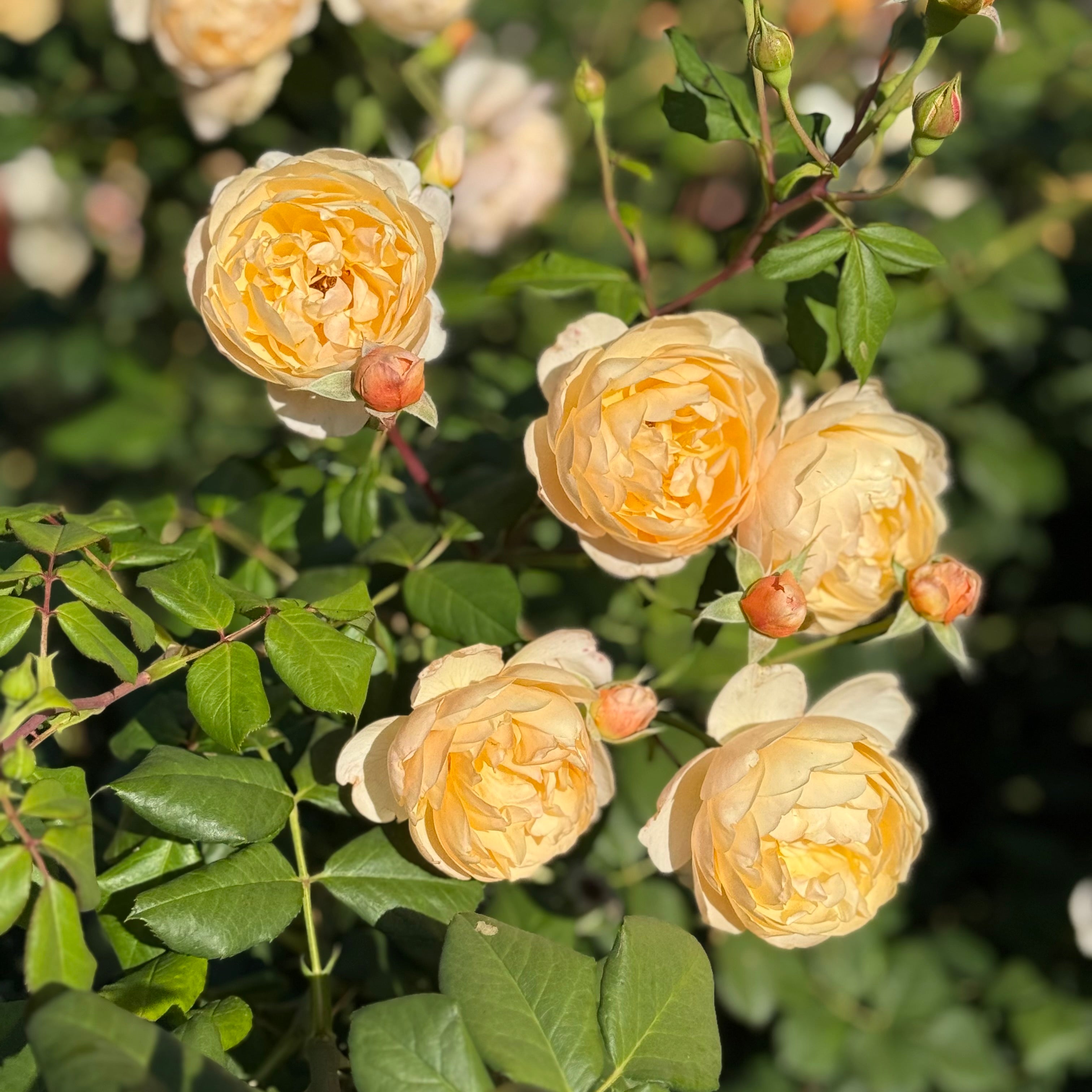 David Austin®  Roald Dahl® Potted Tree Rose