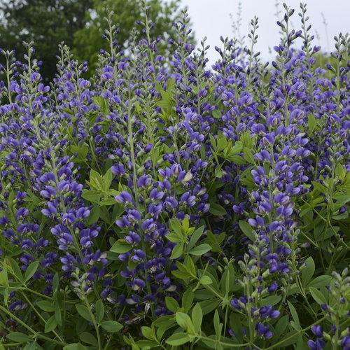 Proven Winners® Baptisia Decadence® Blueberry Sundae Potted False Indigo Plant