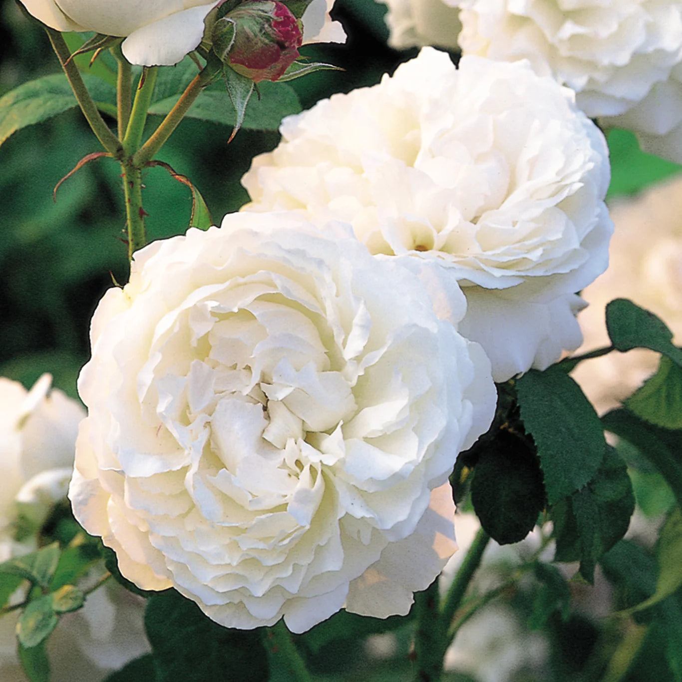 David Austin Roses Winchester Cathedral Rose Bush - Thumbnail 4