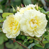 David Austin® Imogen® Potted Rose Bush