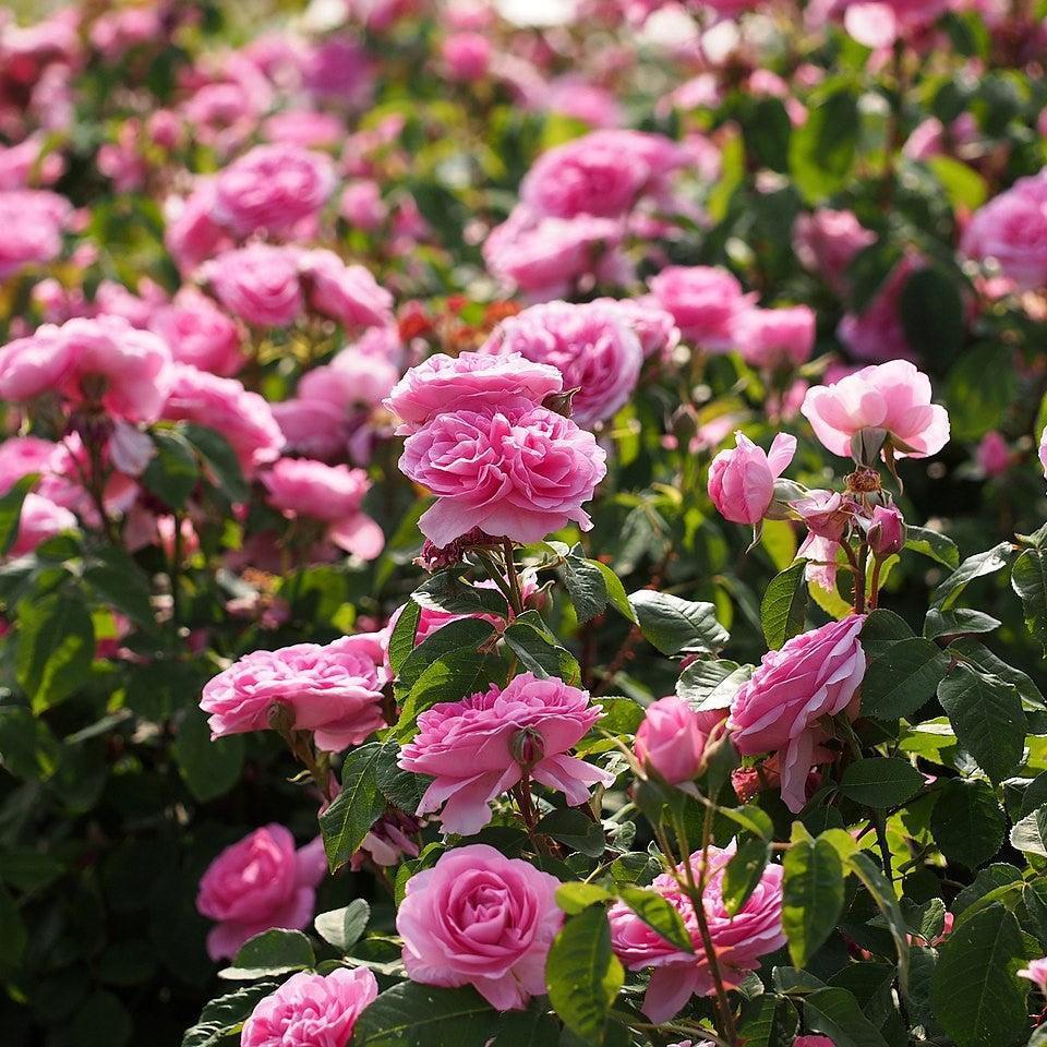 Gertrude Jekyll Climbing Rose | David Austin Climber | Grace Rose Farm