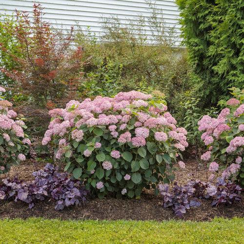 Hydrangea  Invincibelle® Spirit II  Potted Hydrangea Plant