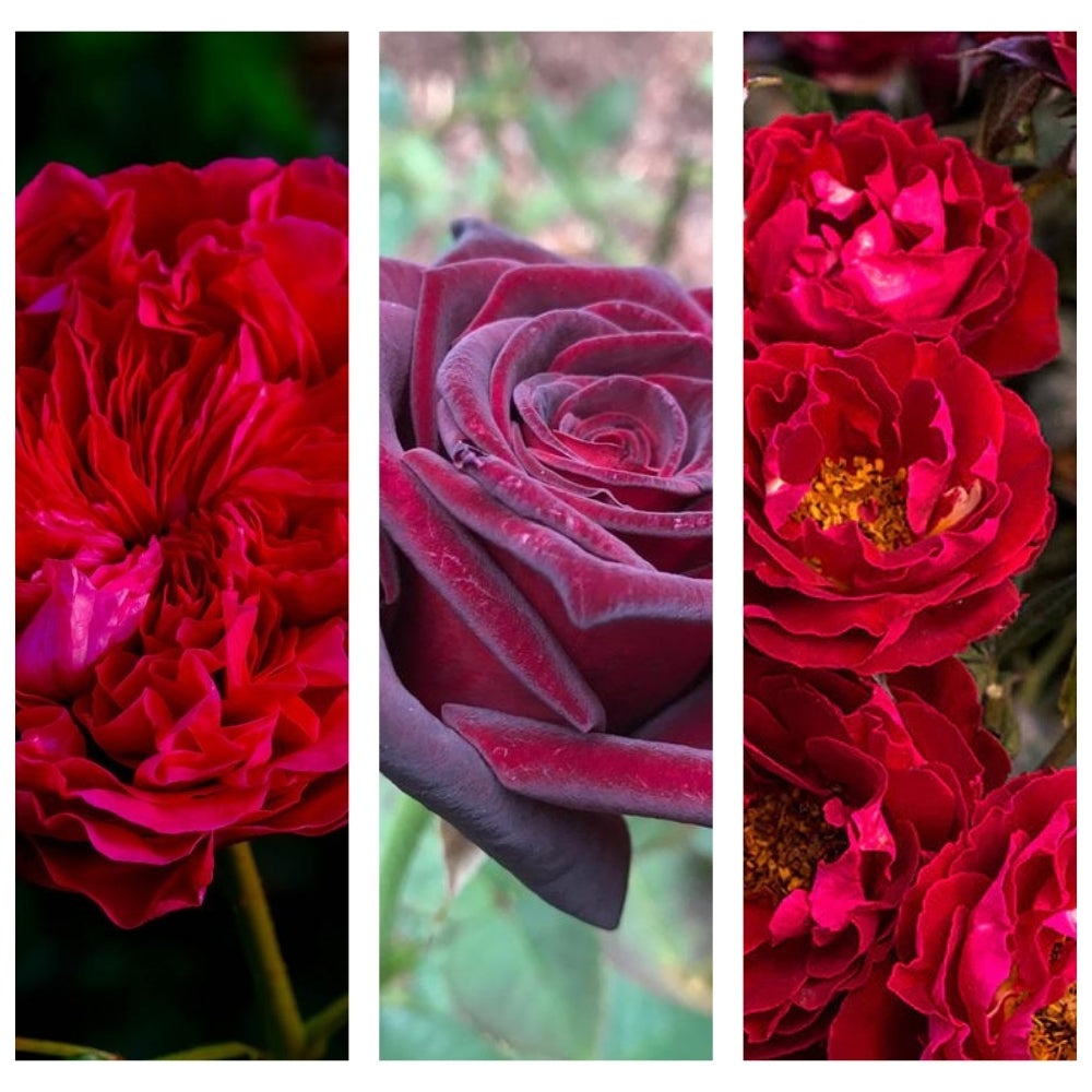 Marianne’s Heart® Garden Color Stories™ Bundle of 3 Bare Root Roses
