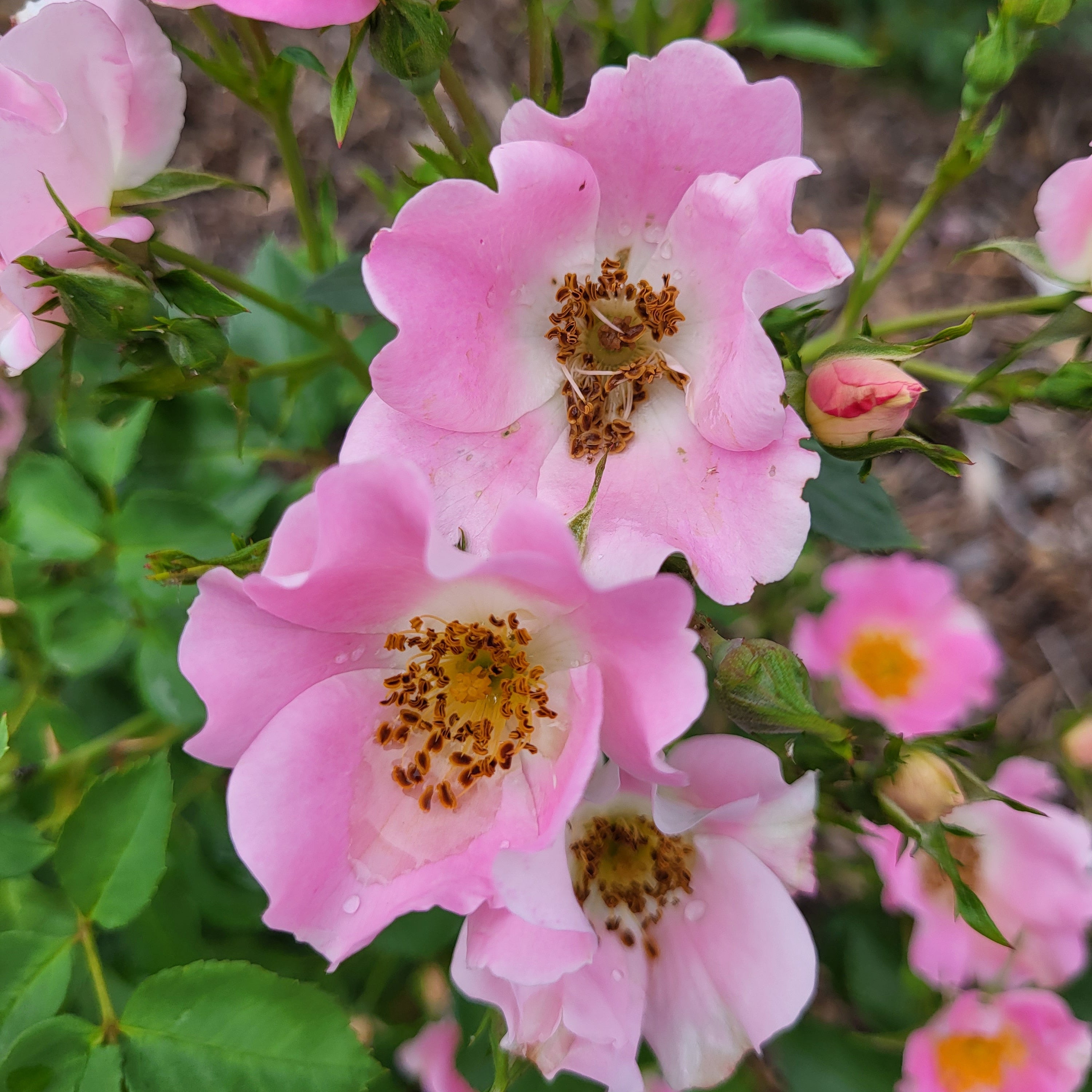 Friendly® Pink Potted Rose Bush