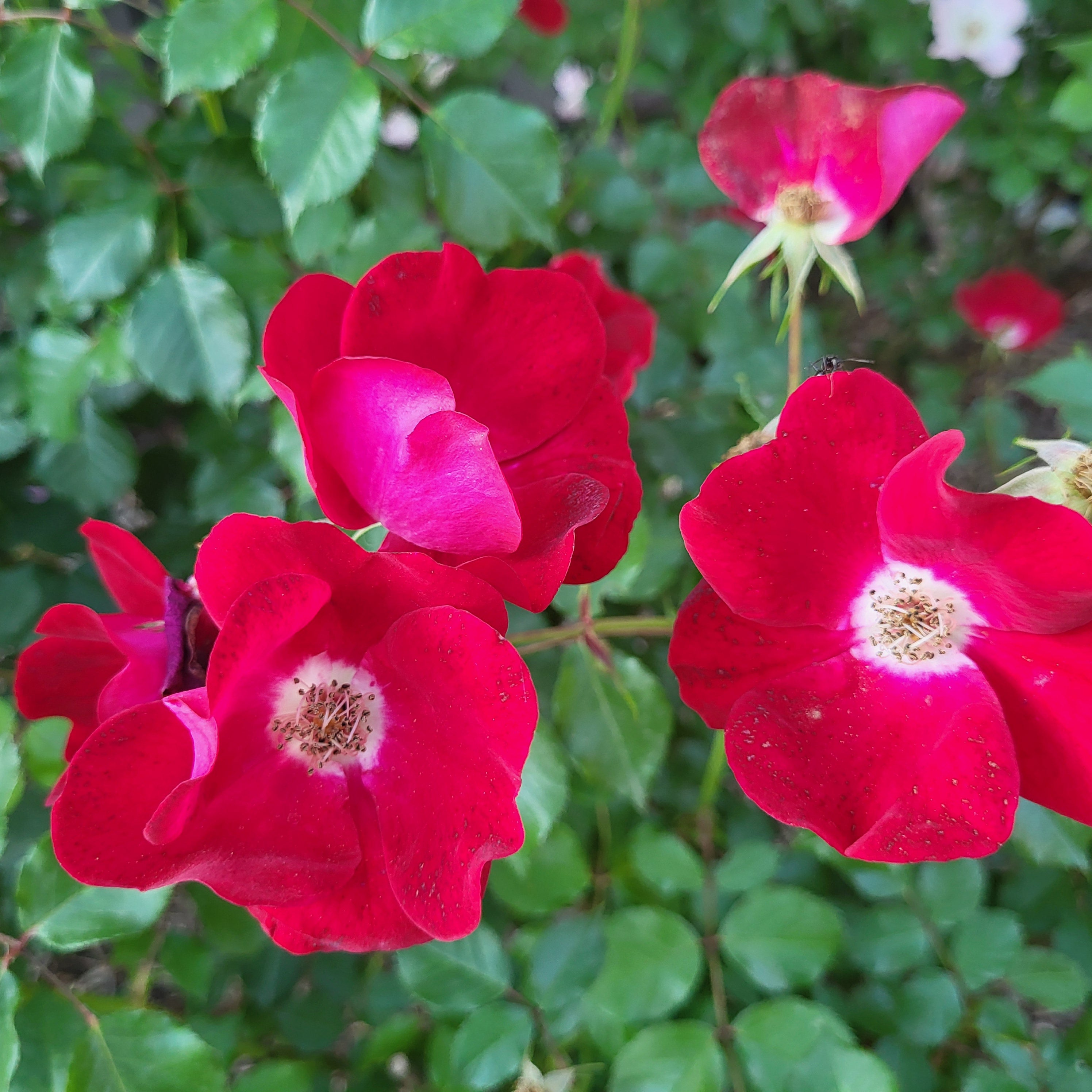 Friendly Red Rose | Easy Care Landscape Rose | Grace Rose Farm