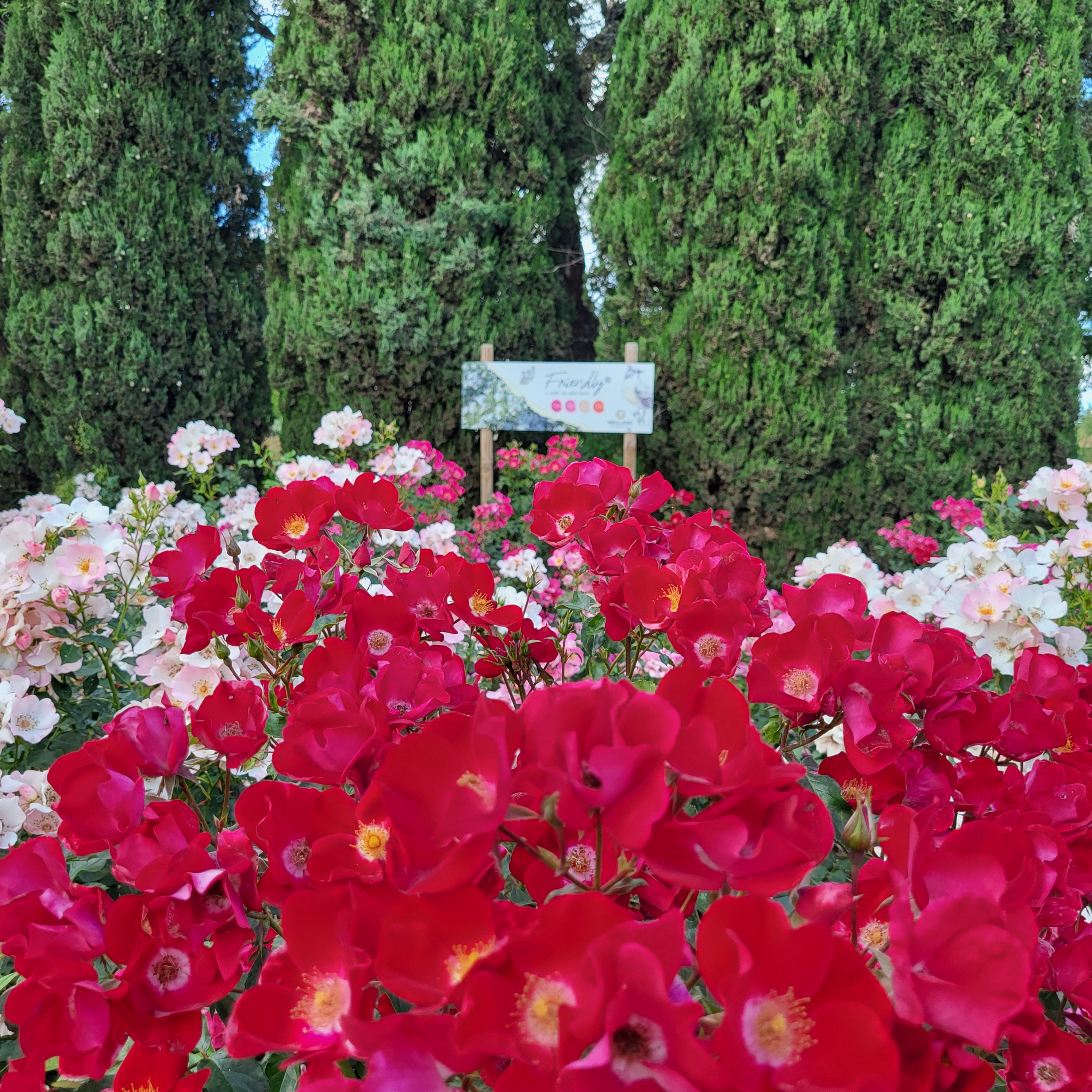 Friendly® Red Potted Rose Bush