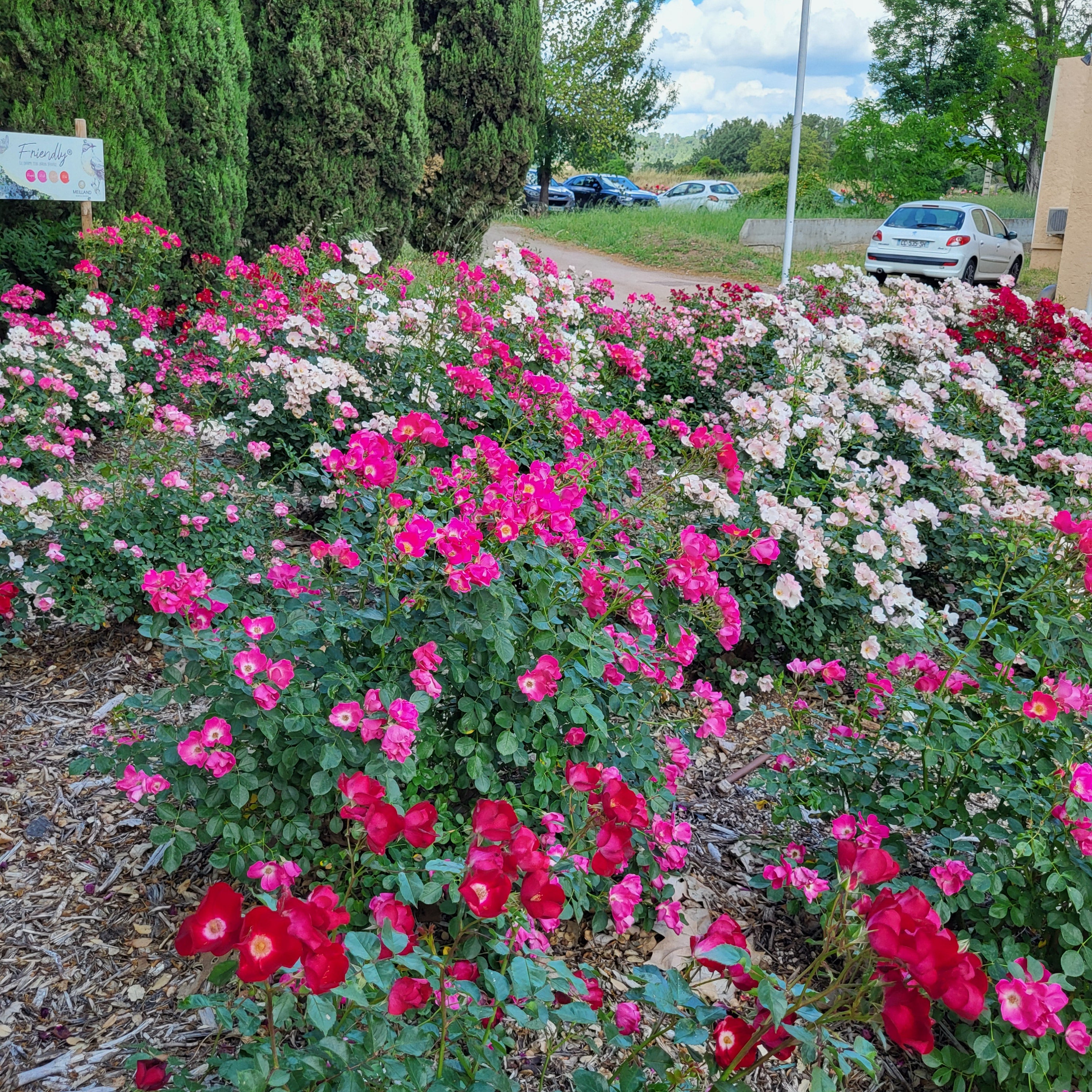 Friendly® Purple Potted Rose Bush