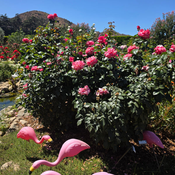 Pink Flamingo™ Bare Root Tree Rose