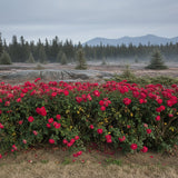Nicolas Bare Root Rose Bush