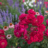 Nicolas Bare Root Rose Bush