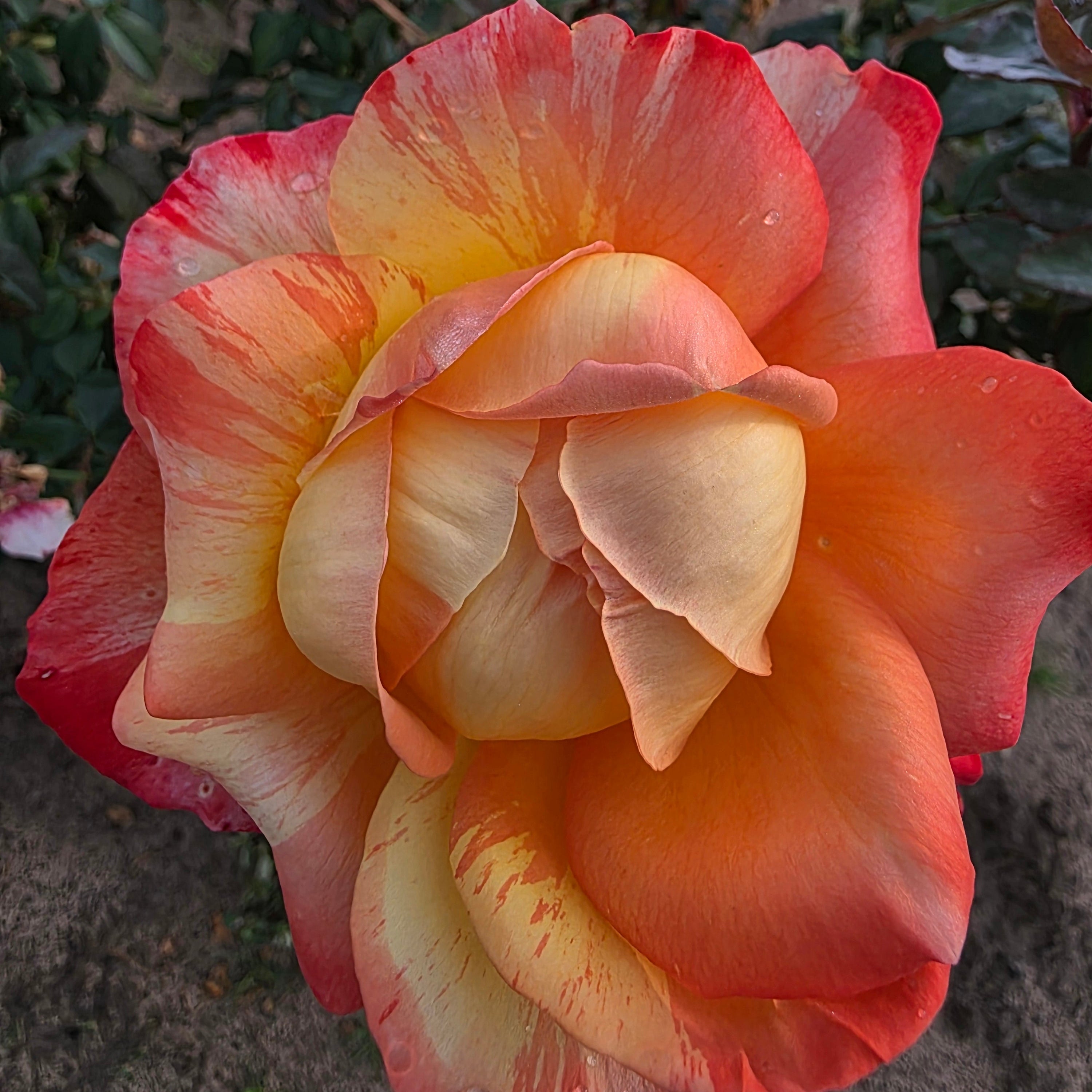 Rainbow Niagara™ Bare Root Rose Bush