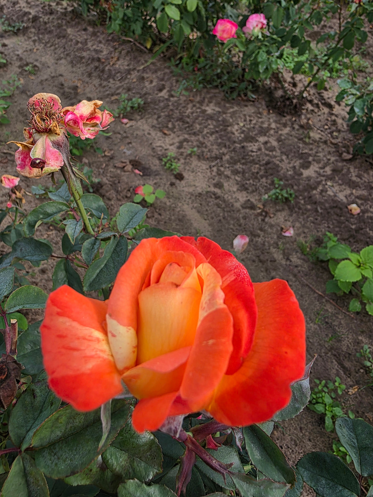 Rainbow Niagara™ Bare Root Rose Bush