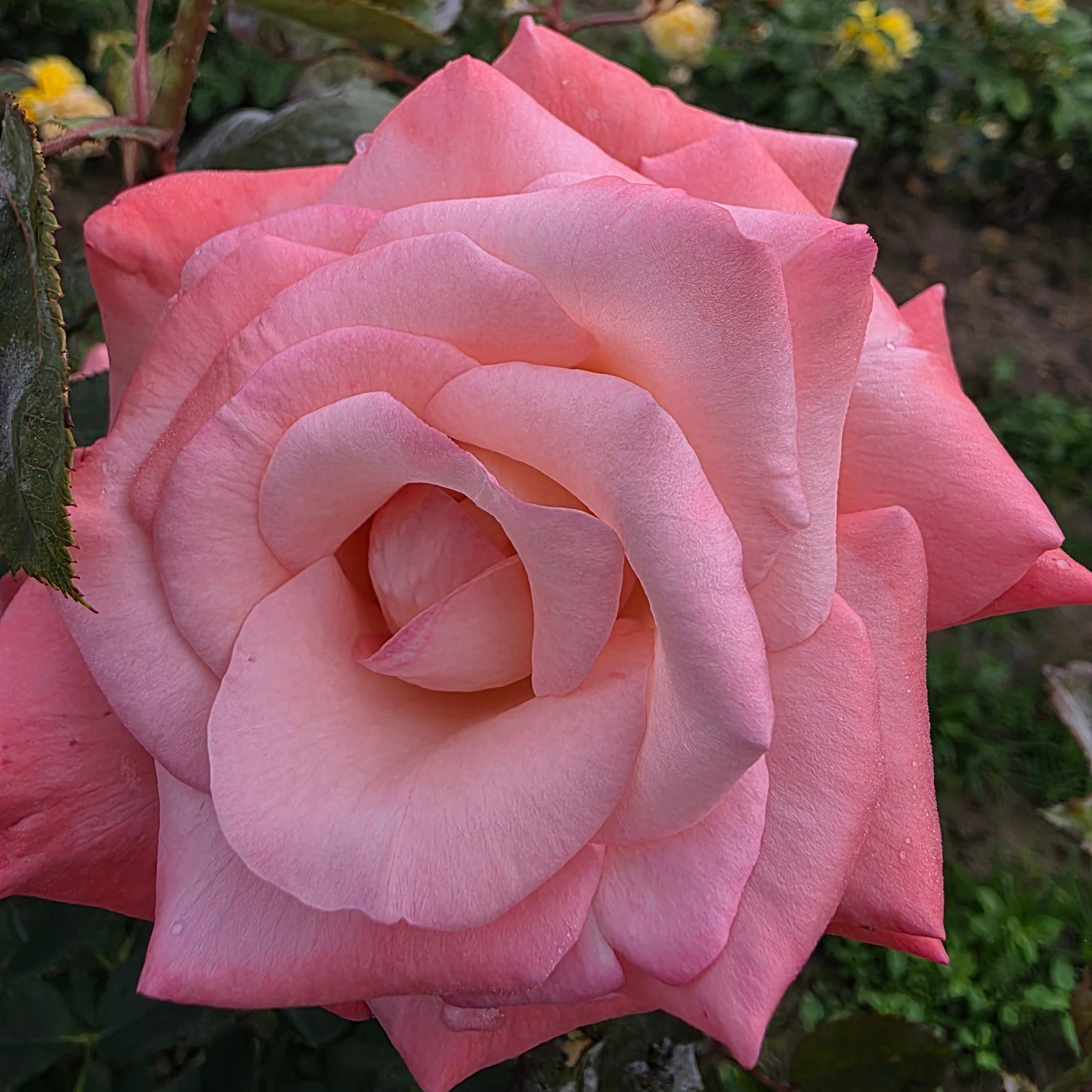 Sheer Elegance Bare Root Rose Bush