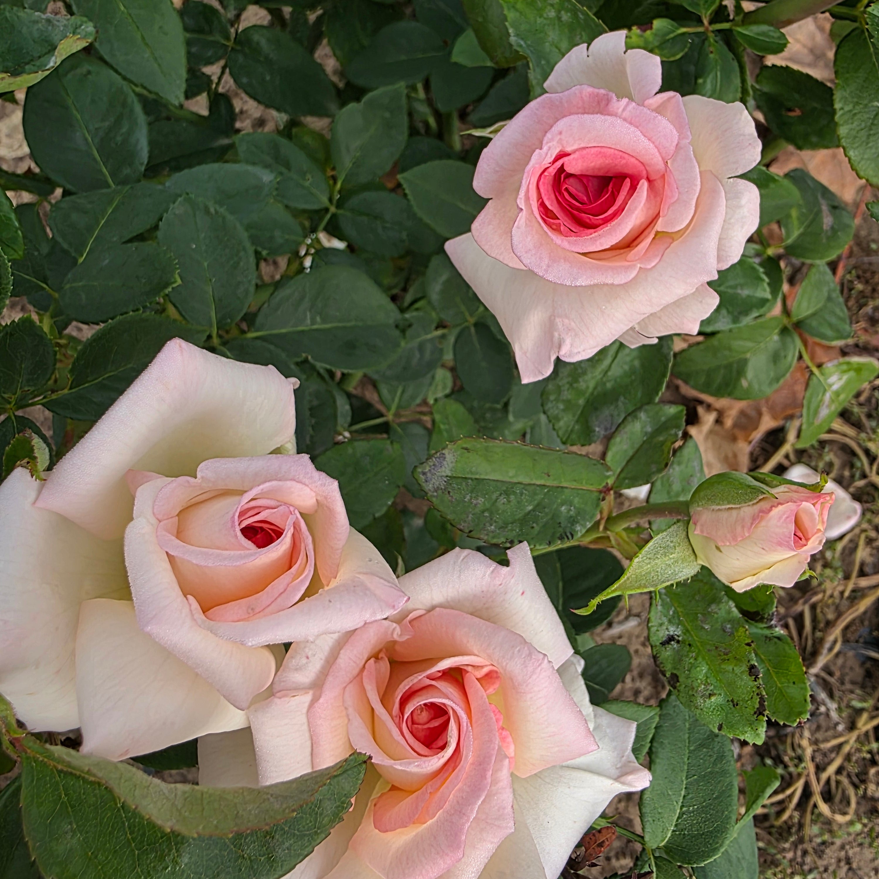 Pink Promise™ Bare Root Rose Bush