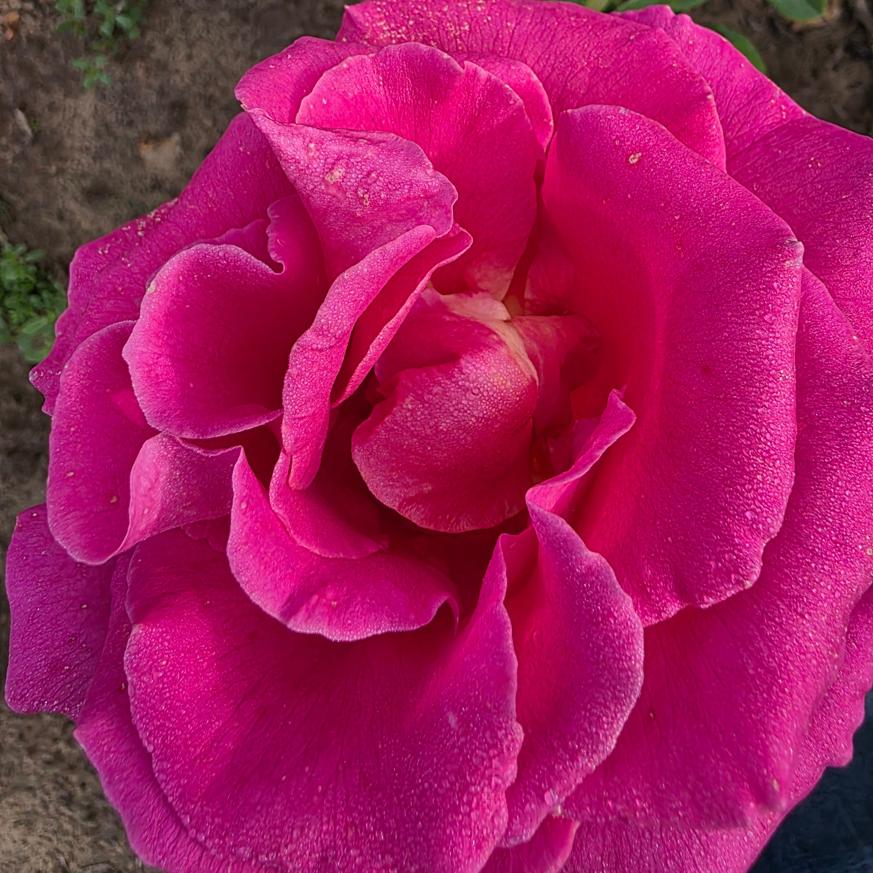Gentle Giant™ Bare Root Rose Bush