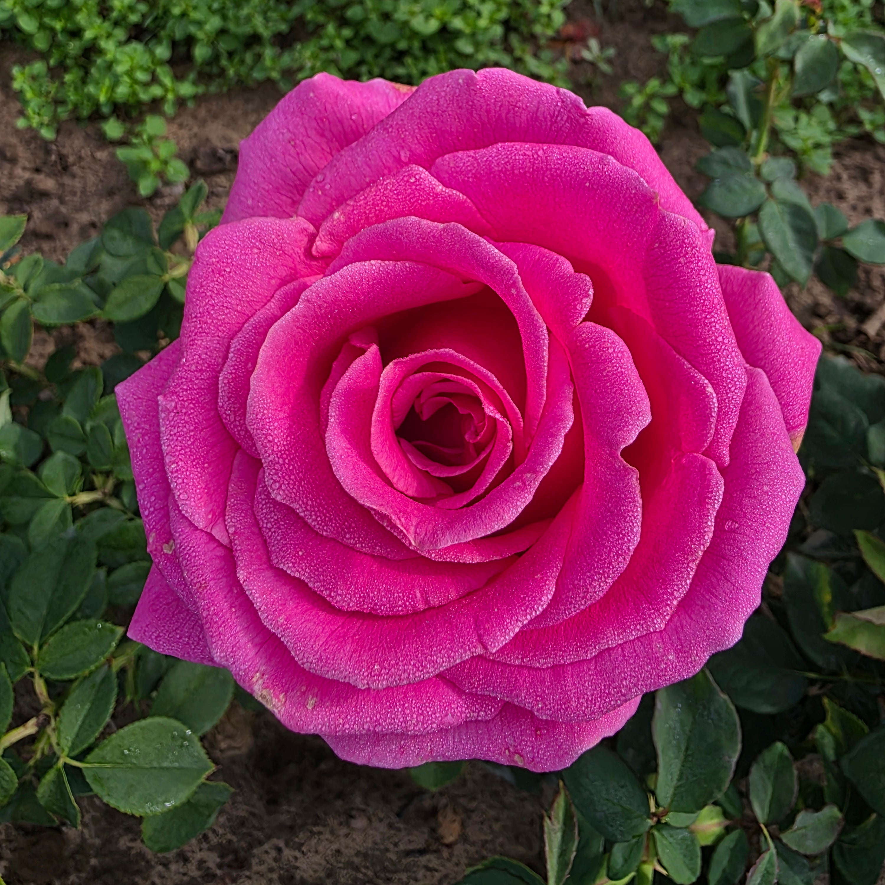 Gentle Giant Rose Bush | Garden Rose Plant | Grace Rose Farm