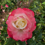 Delany Sisters Bare Root Rose Bush – Grace Rose Farm