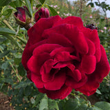Red Fountain Bare Root Climbing Rose