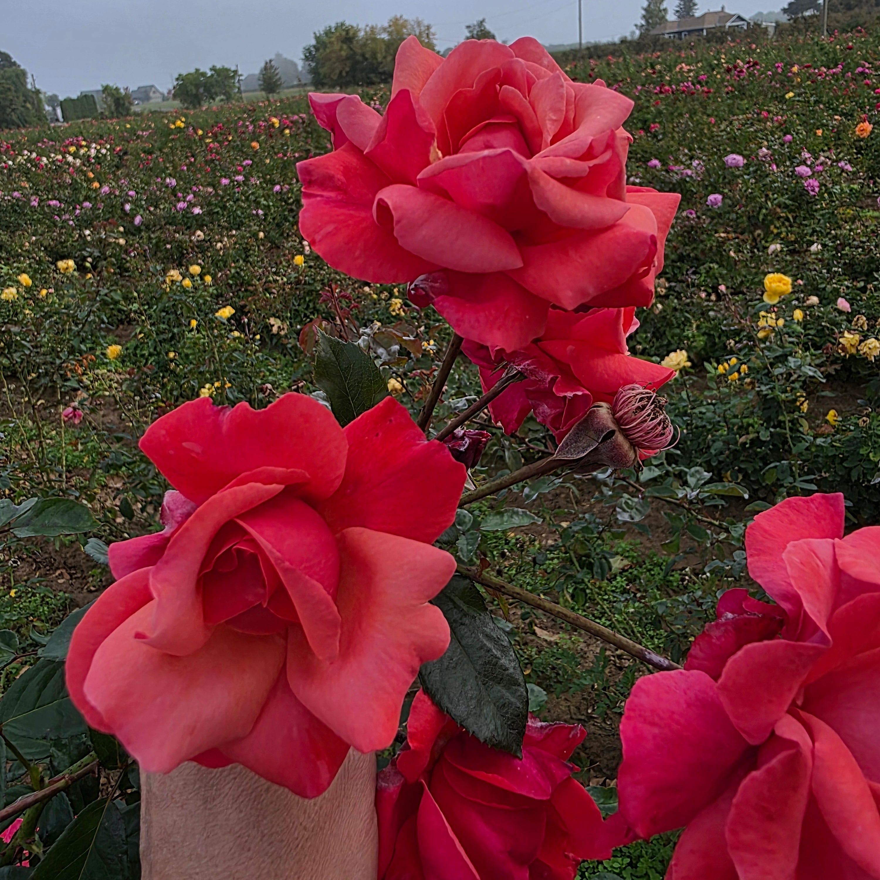 Galway Bay® Bare Root Rose Bush