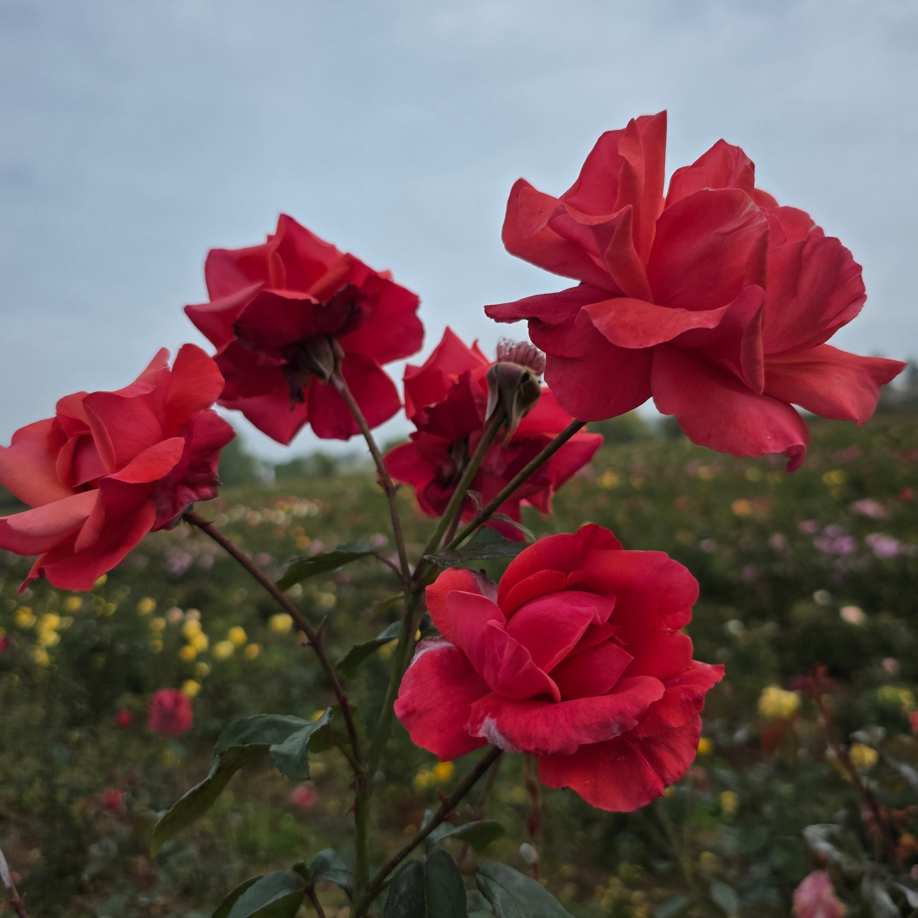 Galway Bay® Bare Root Rose Bush