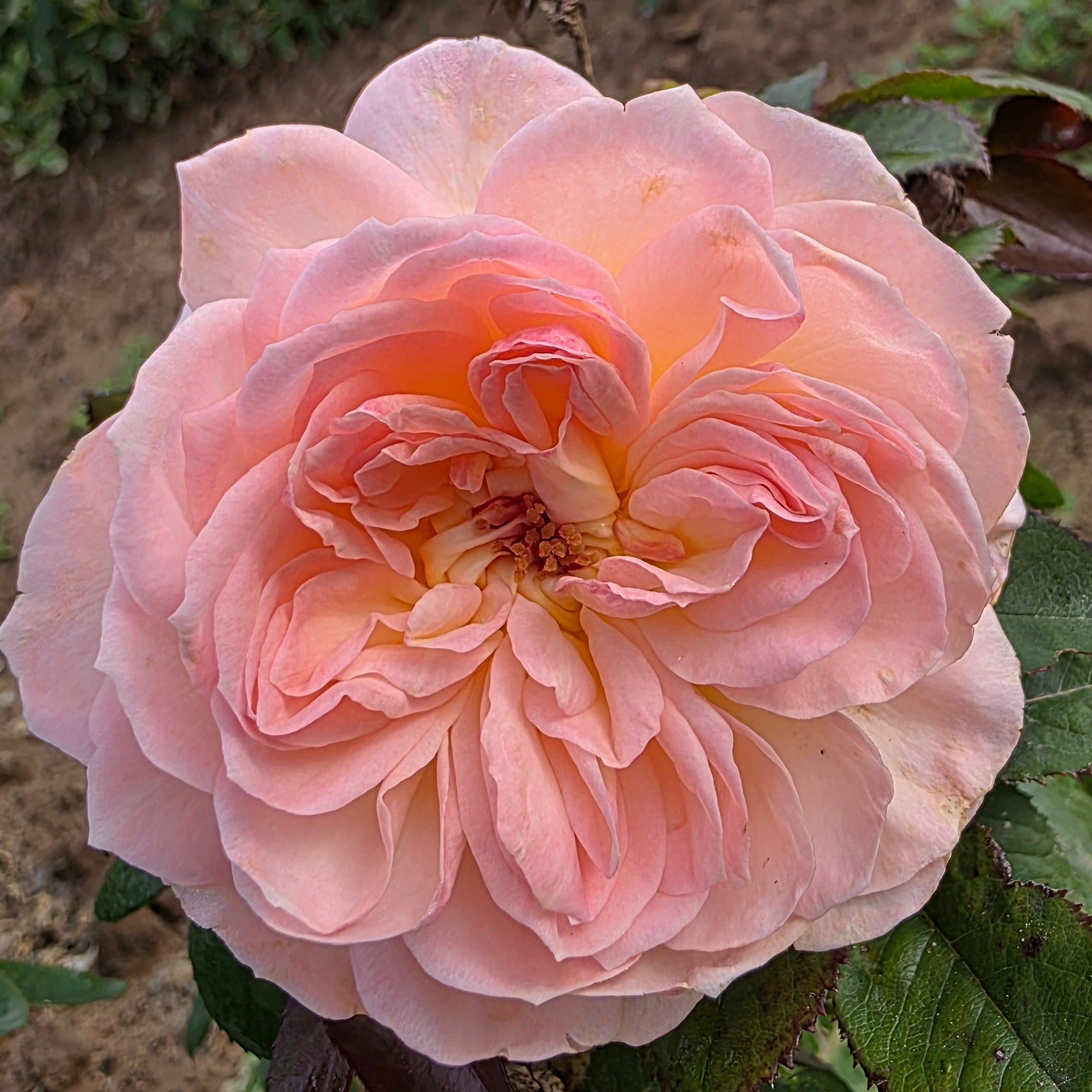 ローズマリー Reflecting Glory Potted Rose Bush | Apricot Shrub Rose | Grace