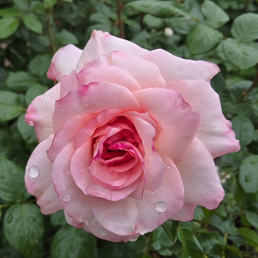 Pink rose with water droplets on petals against a green leafy background