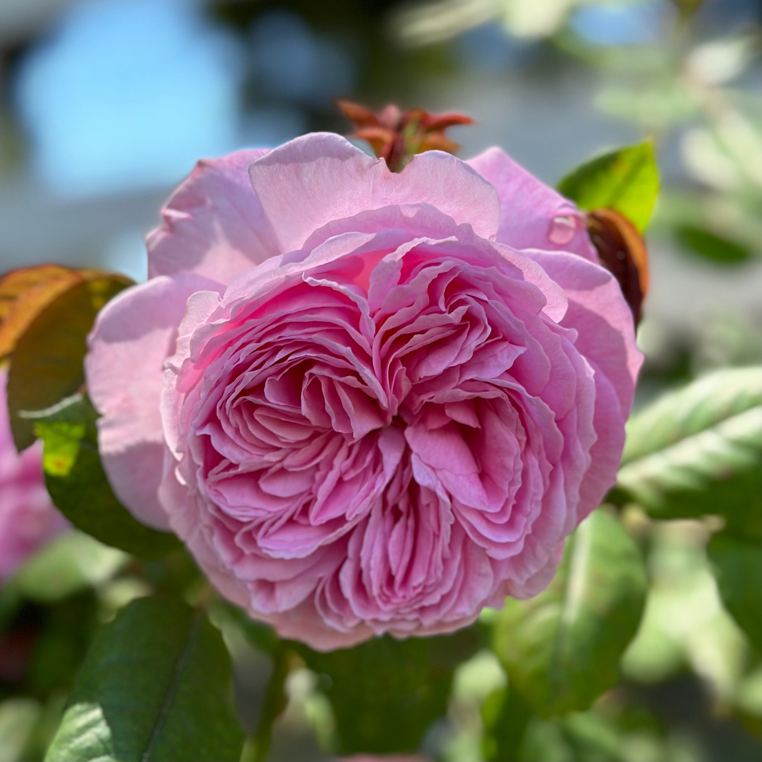 Parfuma® Summer Romance™ Potted Rose Bush - Grace Rose Farm