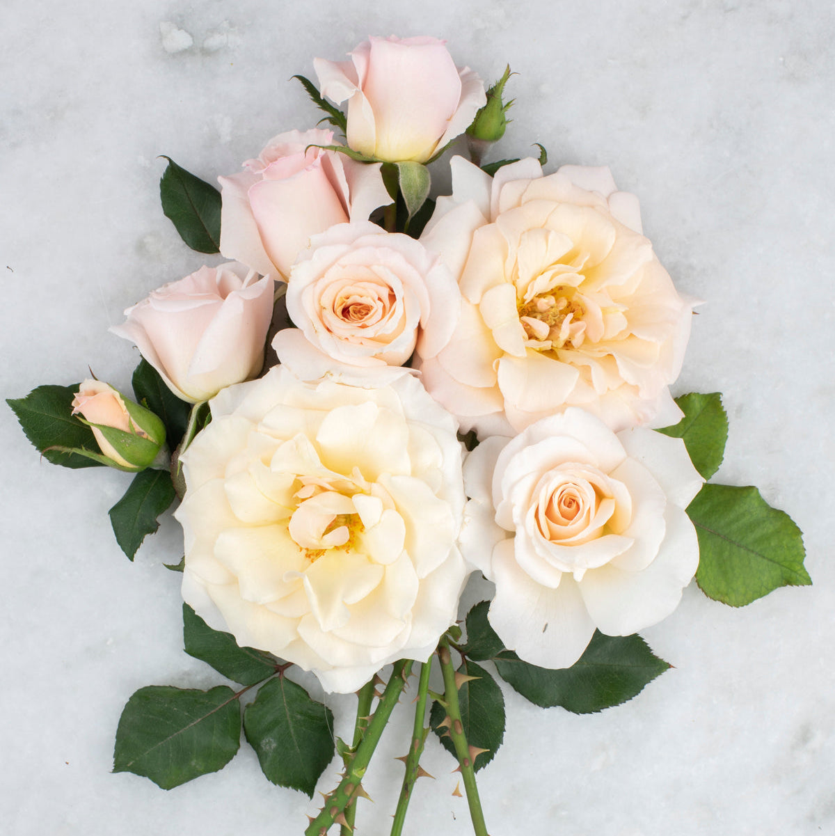 French Lace™ Potted Rose Bush
