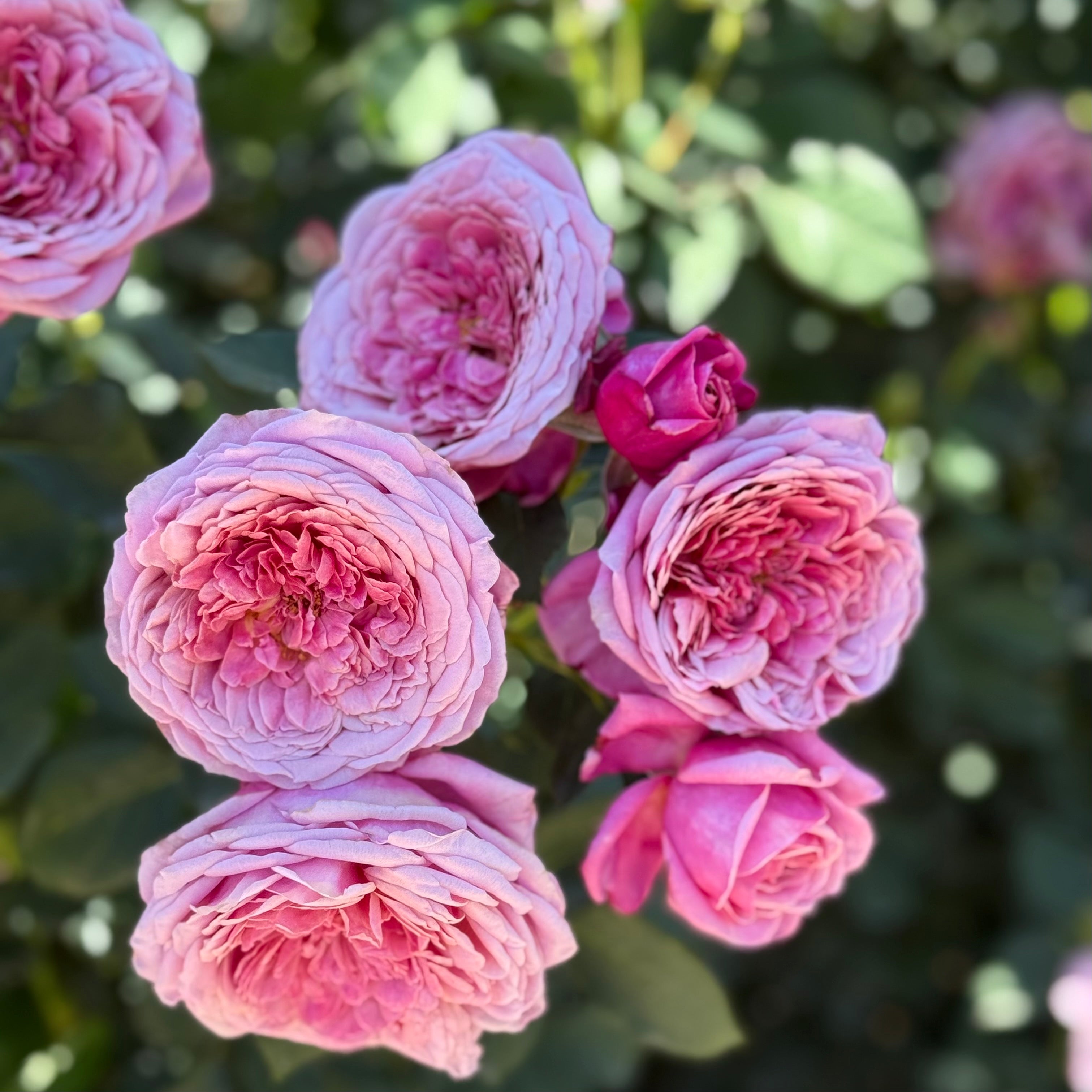 Queen Of Elegance Rose | Elegant Pink Rose Bush | Grace Rose Farm