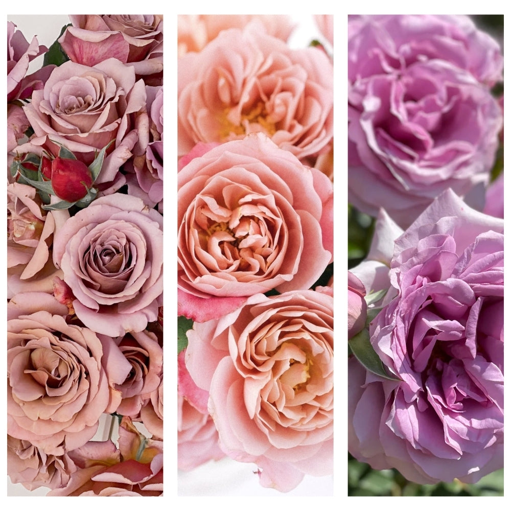 The Long Walk to Netherfield® Garden Color Stories™ Bundle of 3 Bare Root Roses