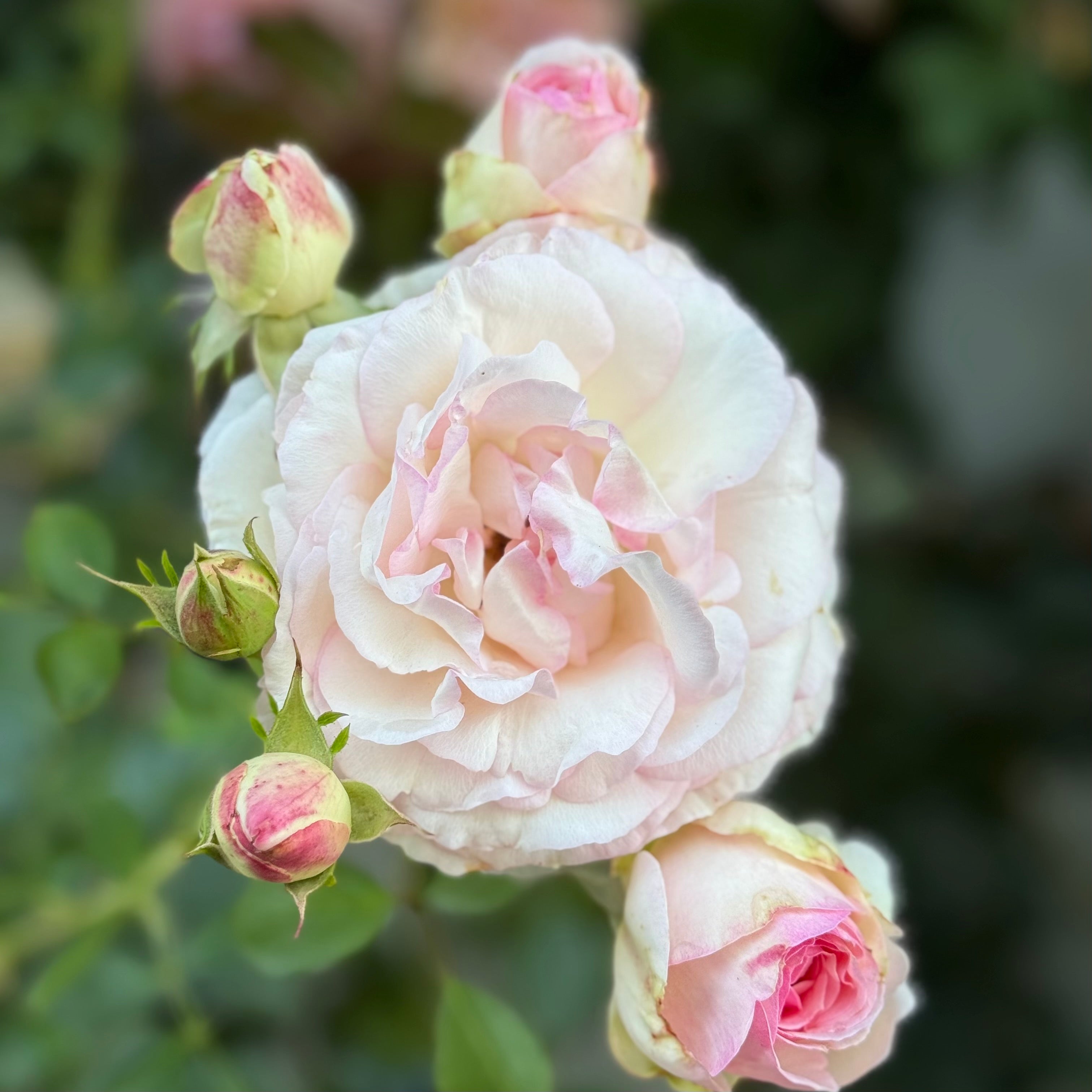 Eden Climber® Potted Climbing Rose