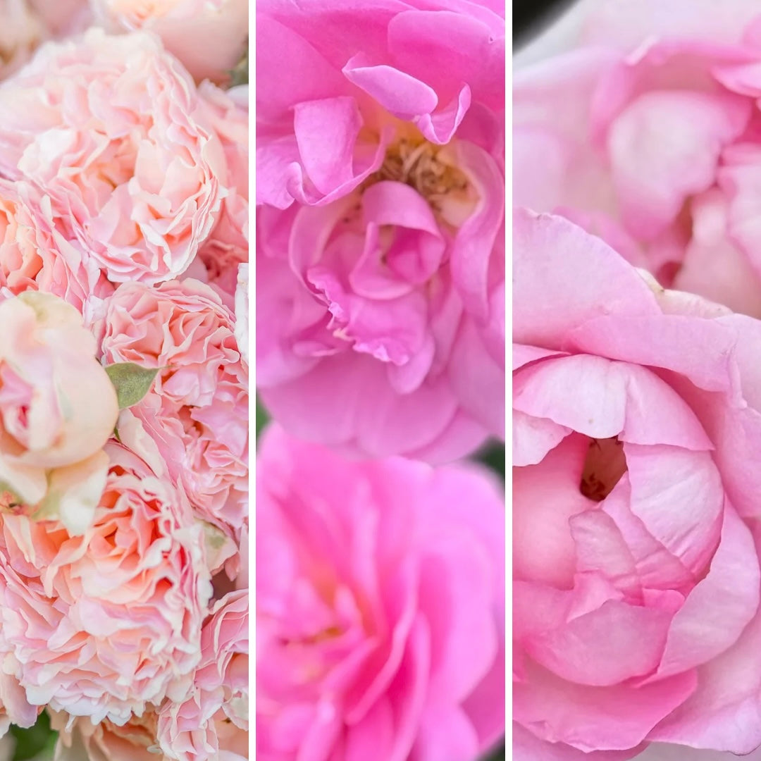 Gracie's Gem Box MORGANITE - Designer 3 Pack - Princesse Charlene de Monaco™ & Sitting Pretty™ & Eleganza® Beverly™ Potted Rose Bushes