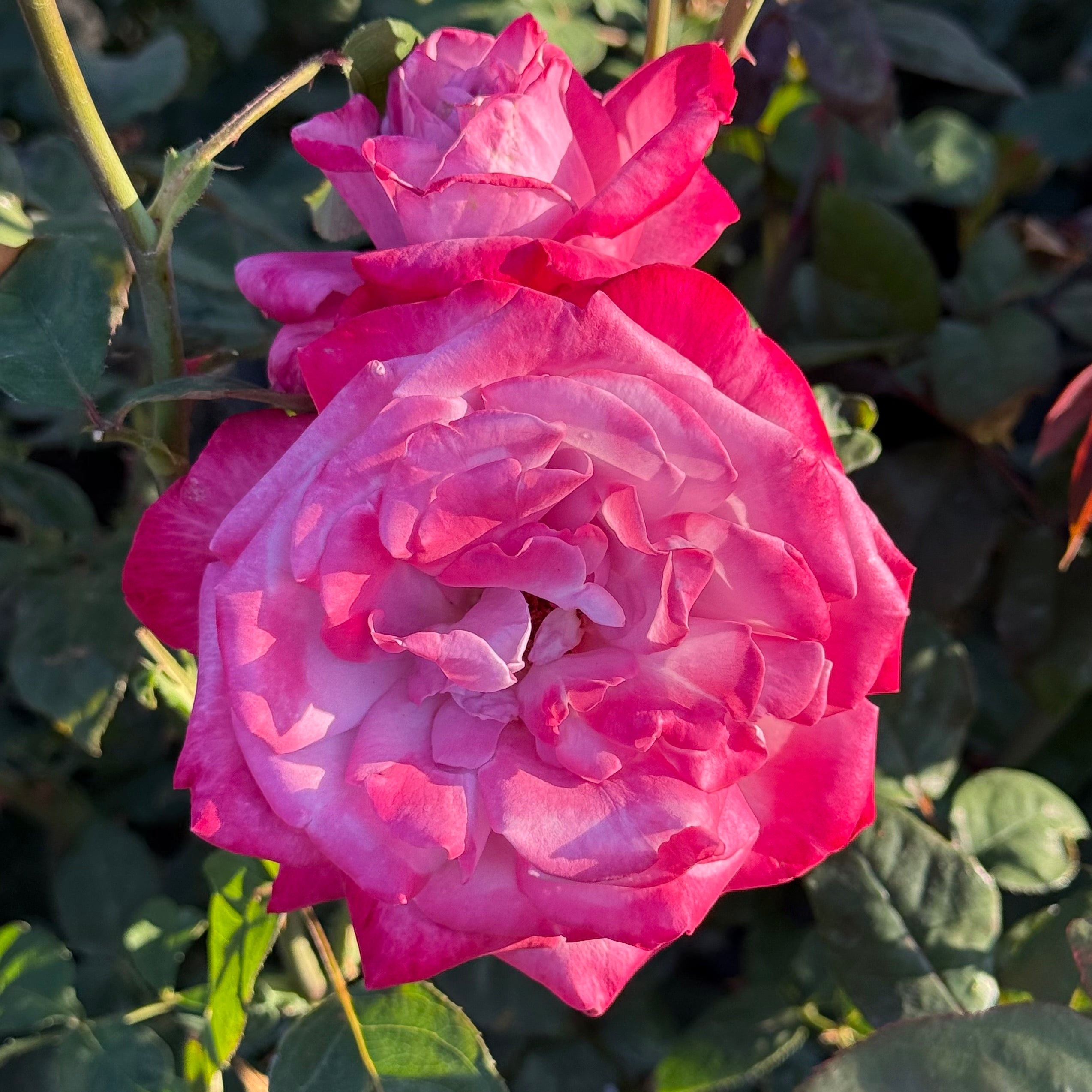 Paradise Potted Rose Bush | Lavender Pink Hybrid Tea Rose | Grace