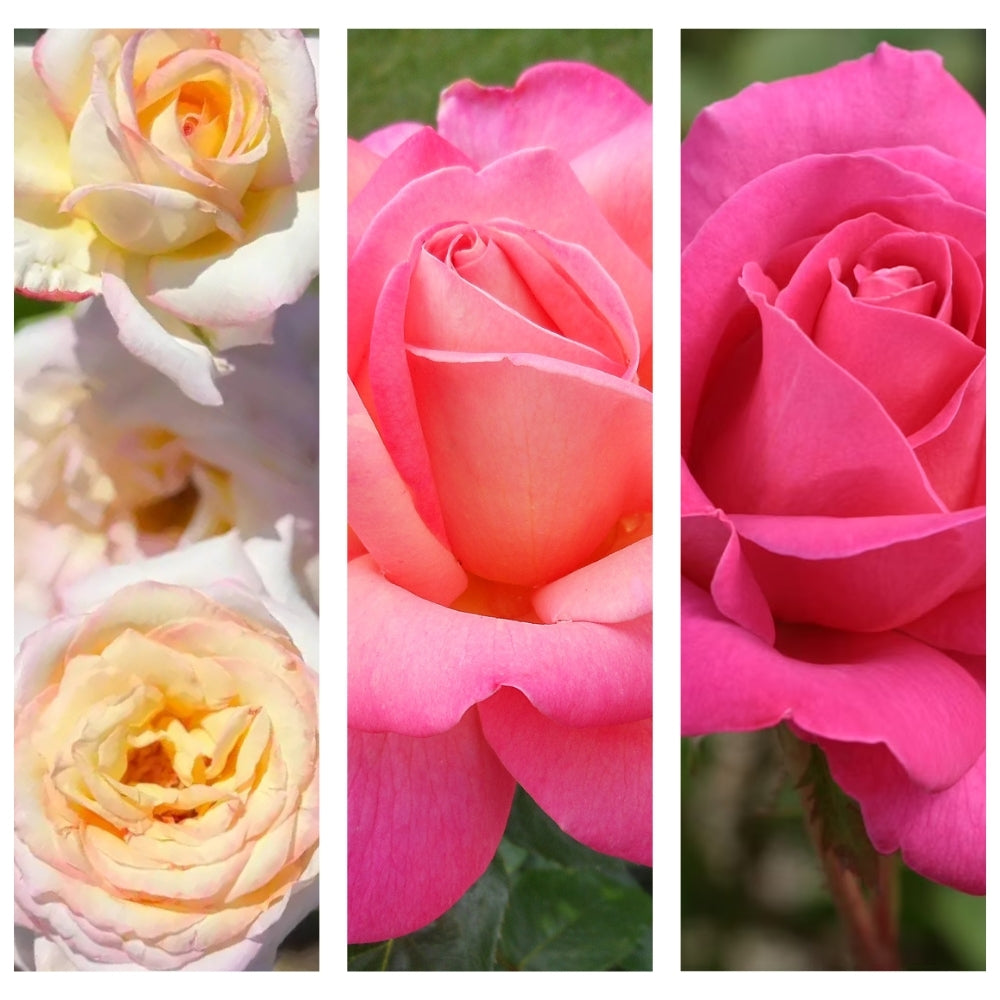 To Be Worthy of You® Garden Color Stories™ Bundle of 3 Bare Root Roses
