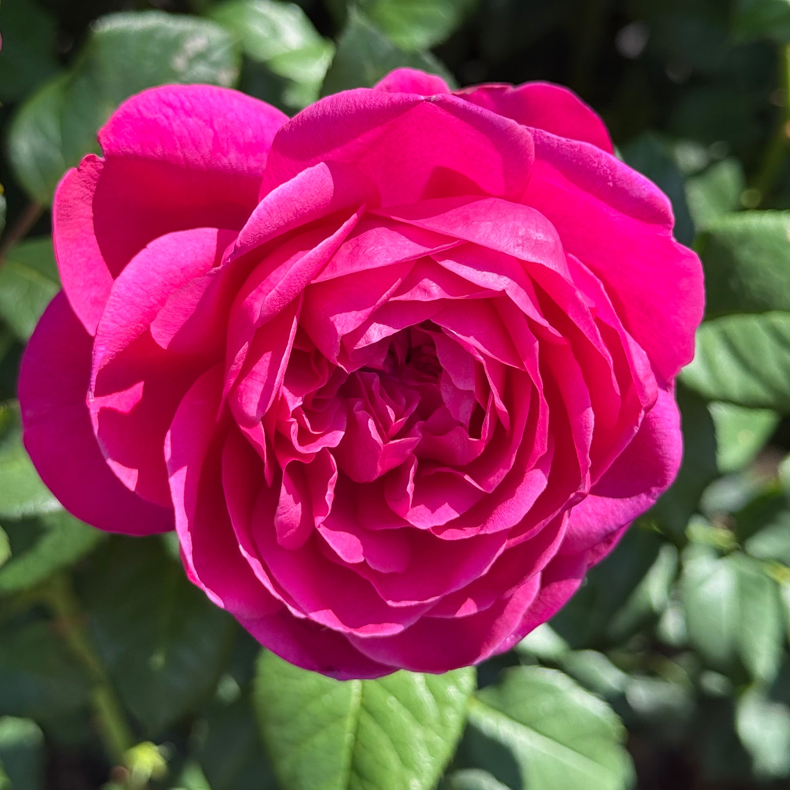 David Austin James L. Austin Rose Bush