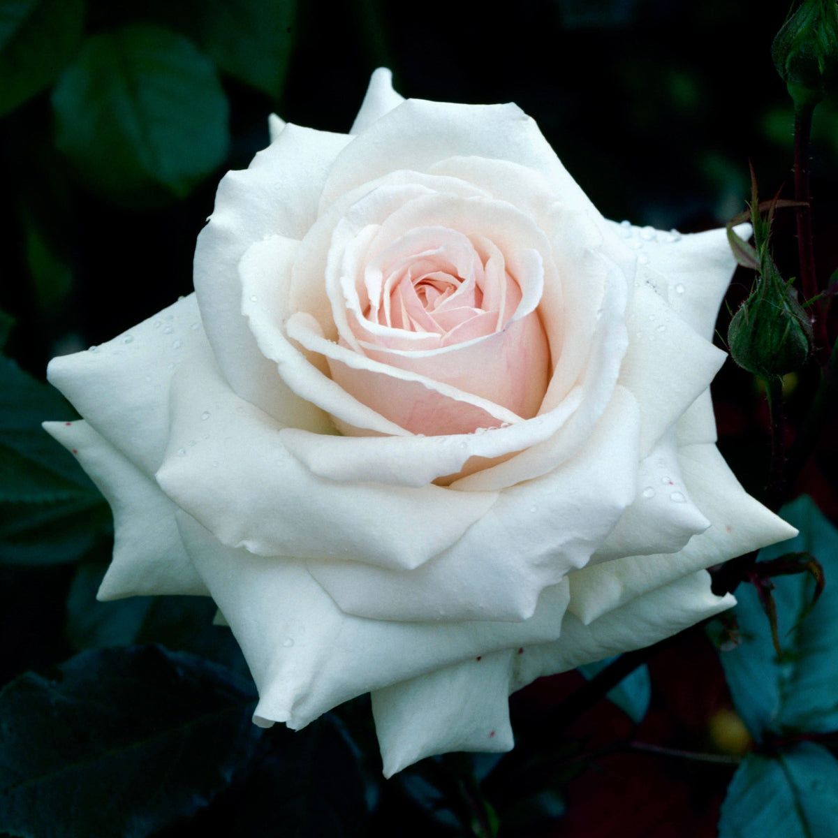 Swan Lake Rose Bush