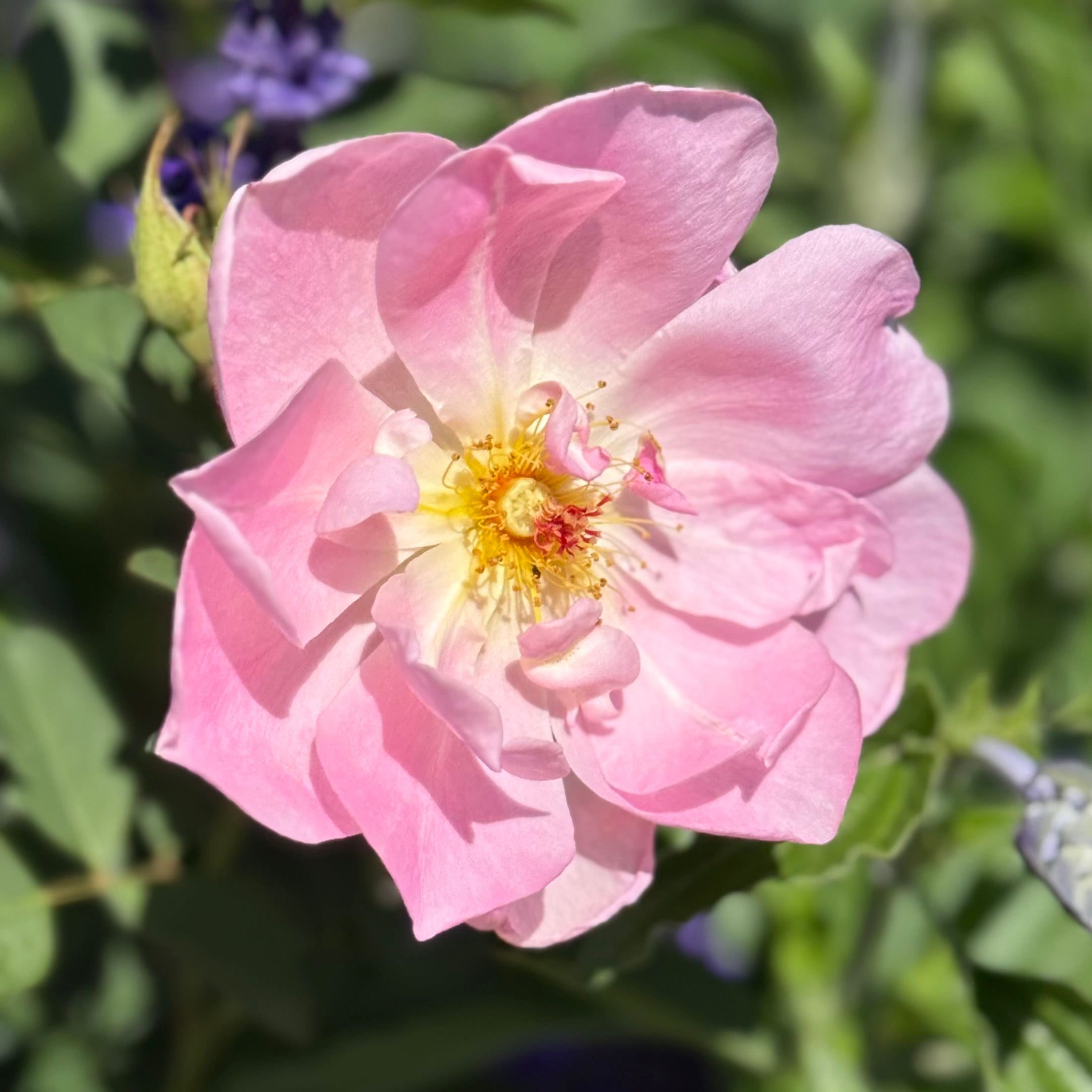 David Austin Roses The Lady's Blush Rose Bush - Thumbnail 3