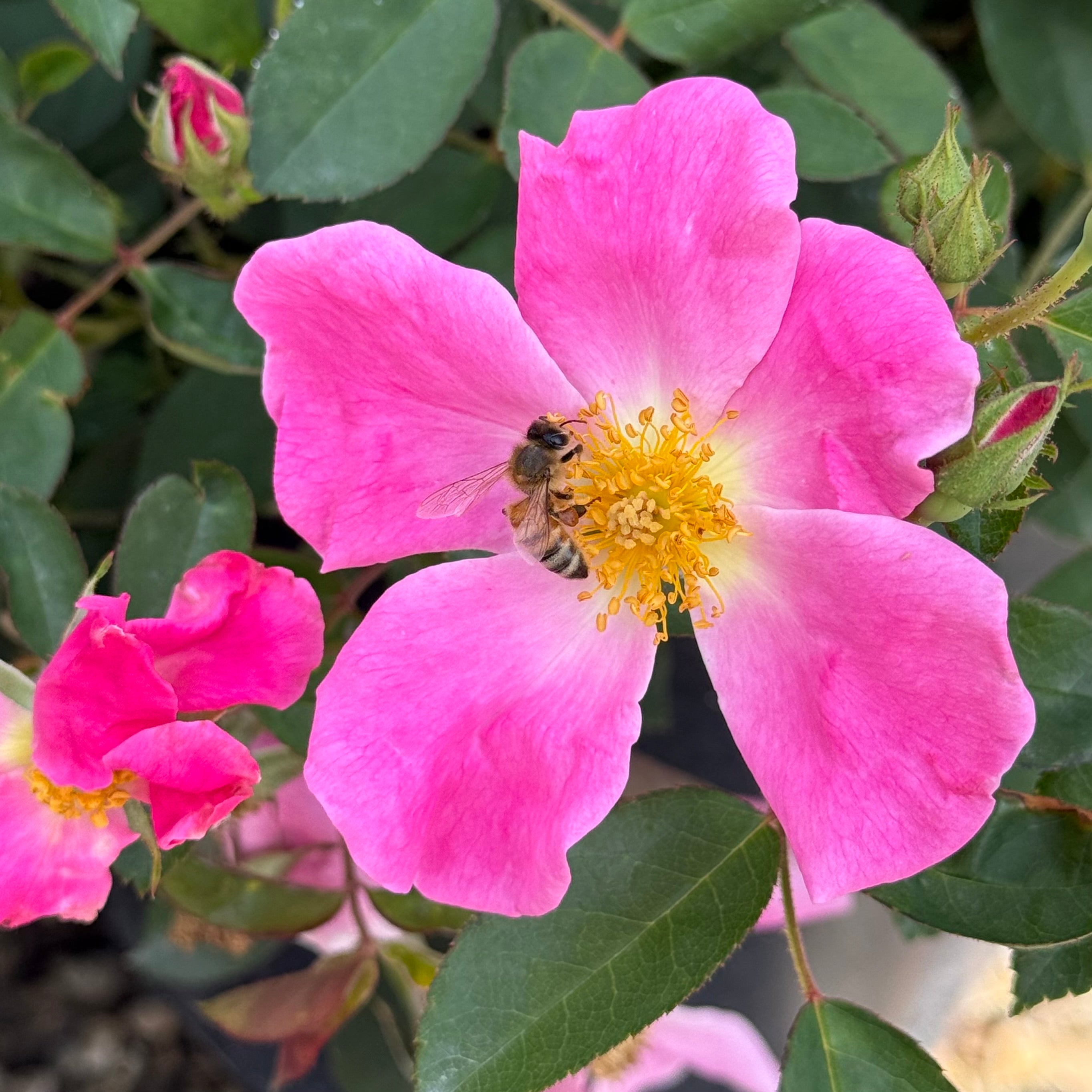 Nearly Wild Potted Rose Bush | Pink Shrub Rose Bush | Grace Rose Farm