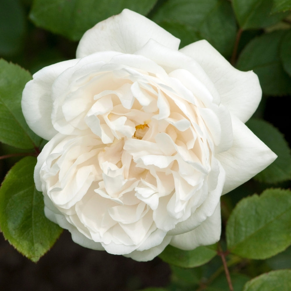 David Austin Roses Winchester Cathedral Rose Bush