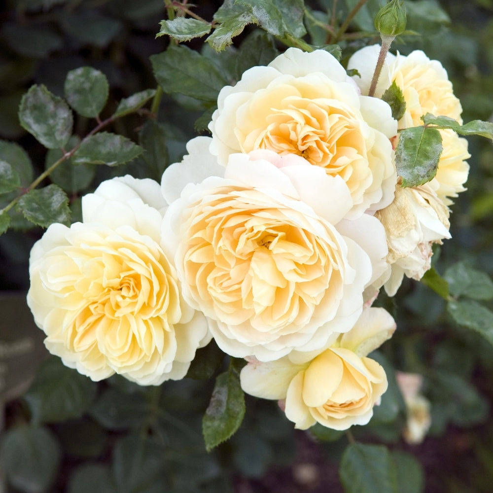 David Austin ® Crocus Rose Potted Rose Bush